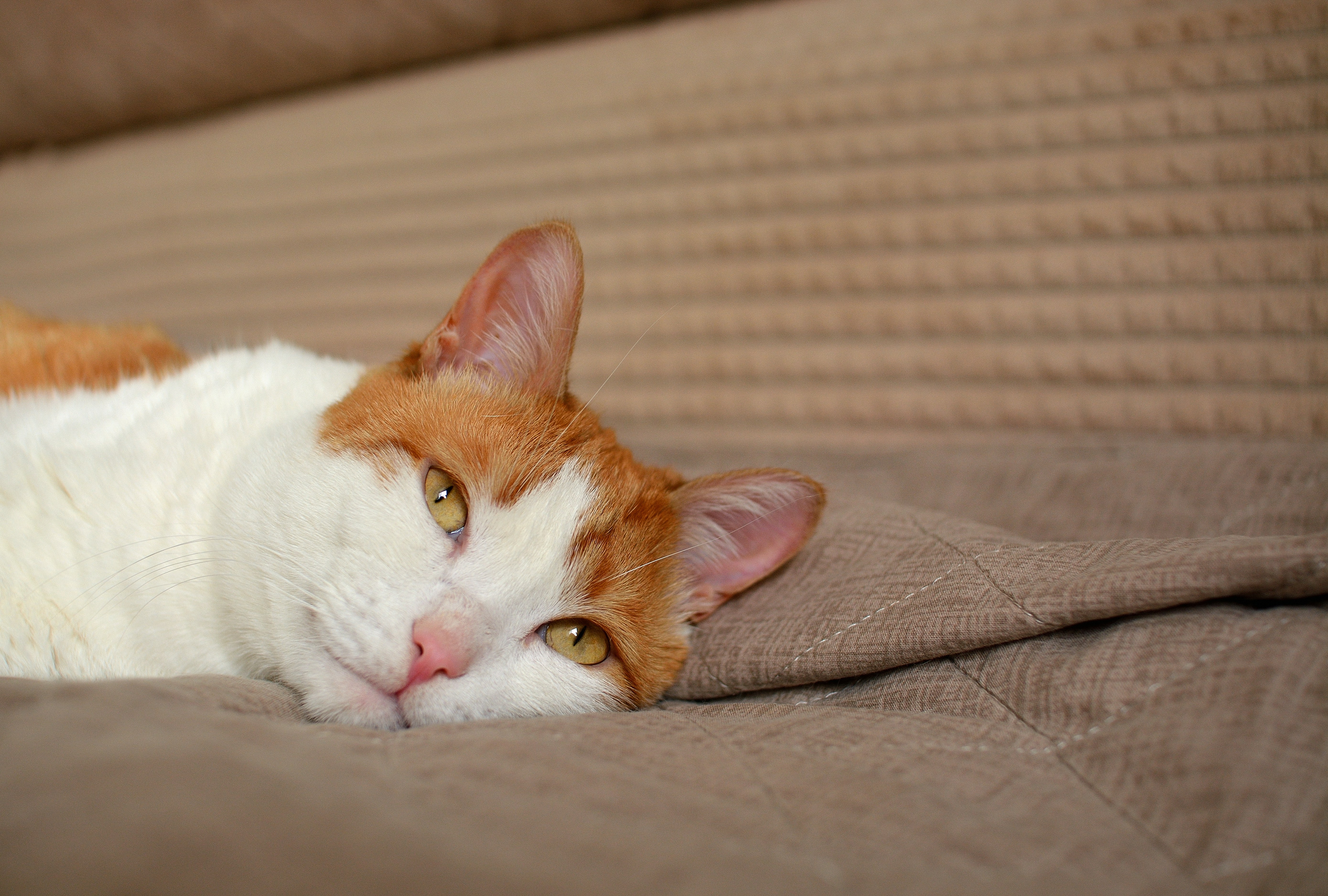 A relaxed cat rests on a textured sofa
