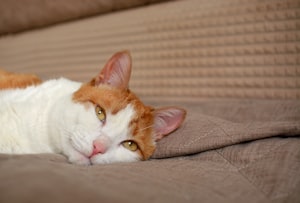 ソファでくつろぐ猫