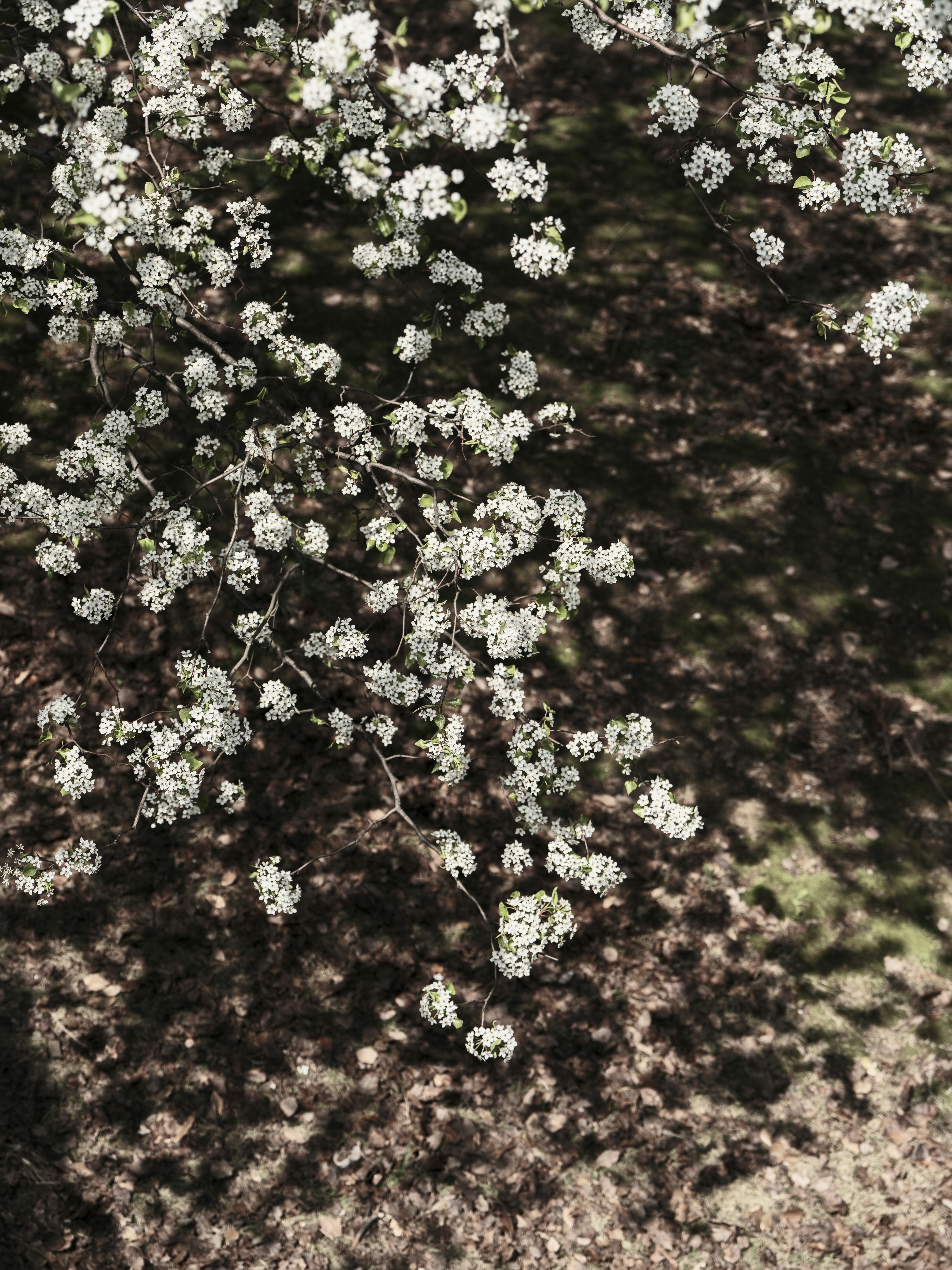 Des fleurs blanches sur une branche d’arbre à l’ombre tachetée