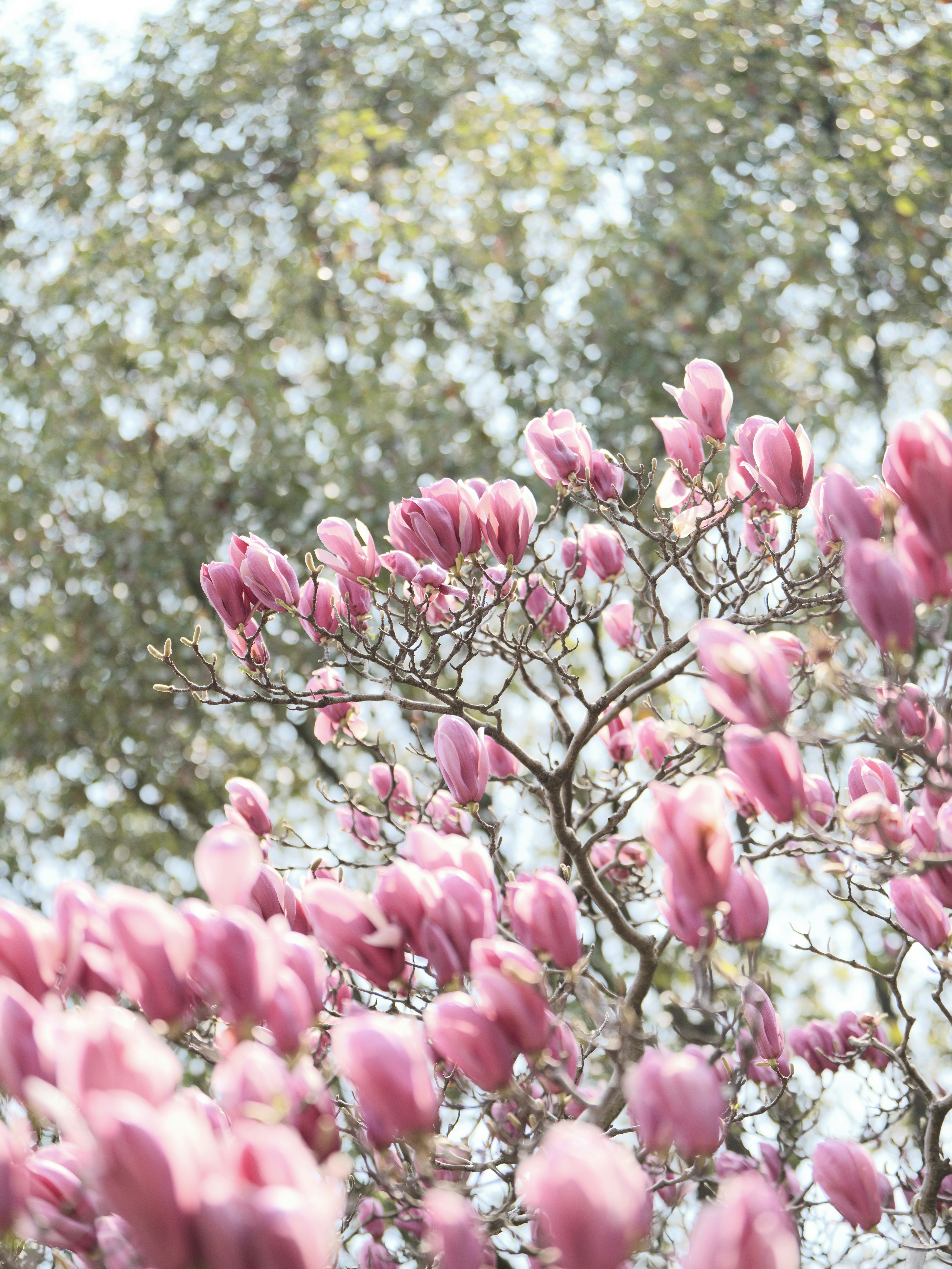 Un magnolia rose fleurit sur une branche d’arbre.