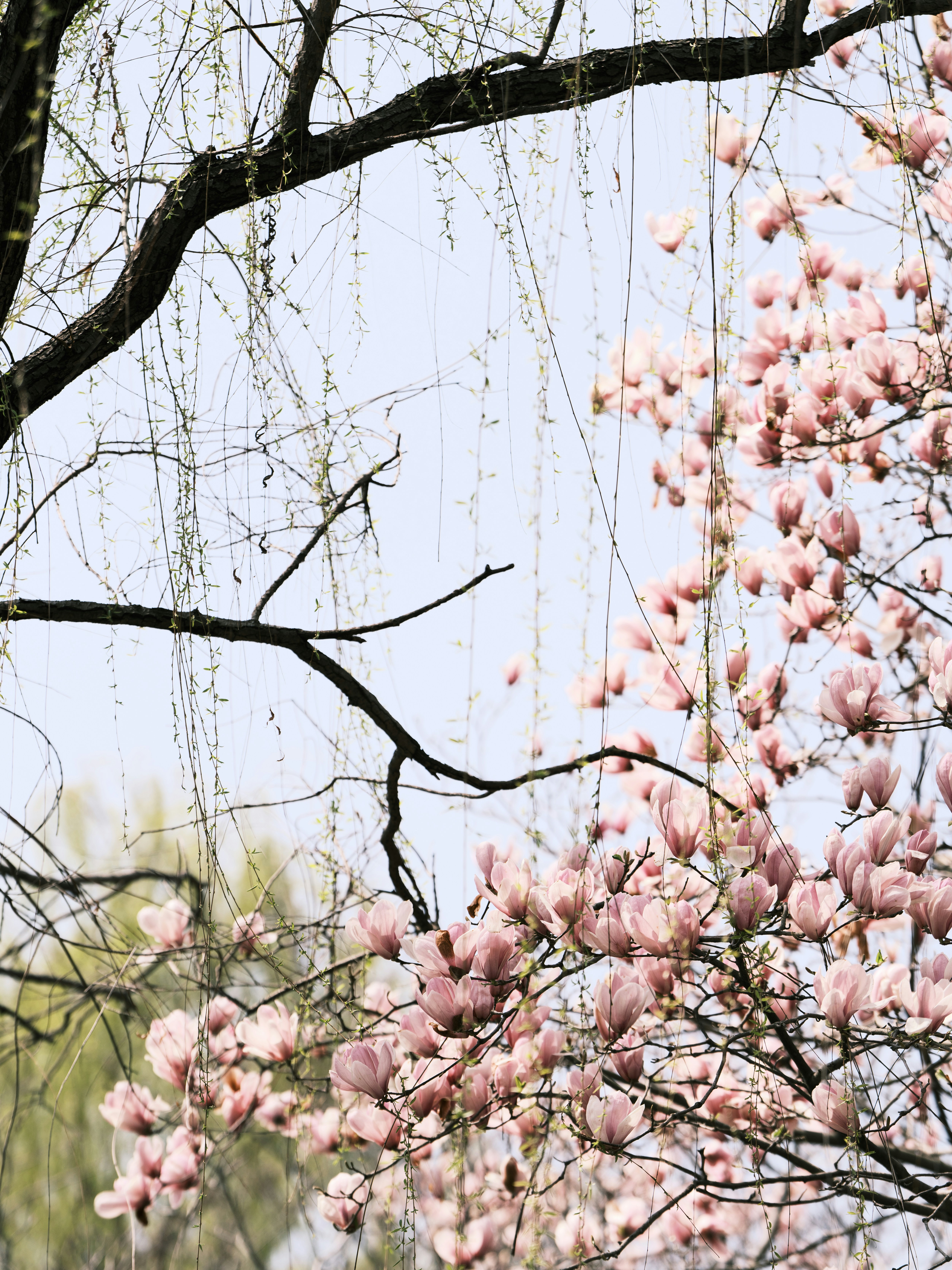 Un magnolia rose fleurit sur une branche d’arbre.