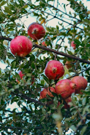 Ripe pomegranates hanging from a tree branch.