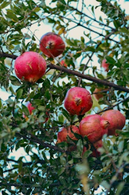 Ripe pomegranates hanging from a tree branch.
