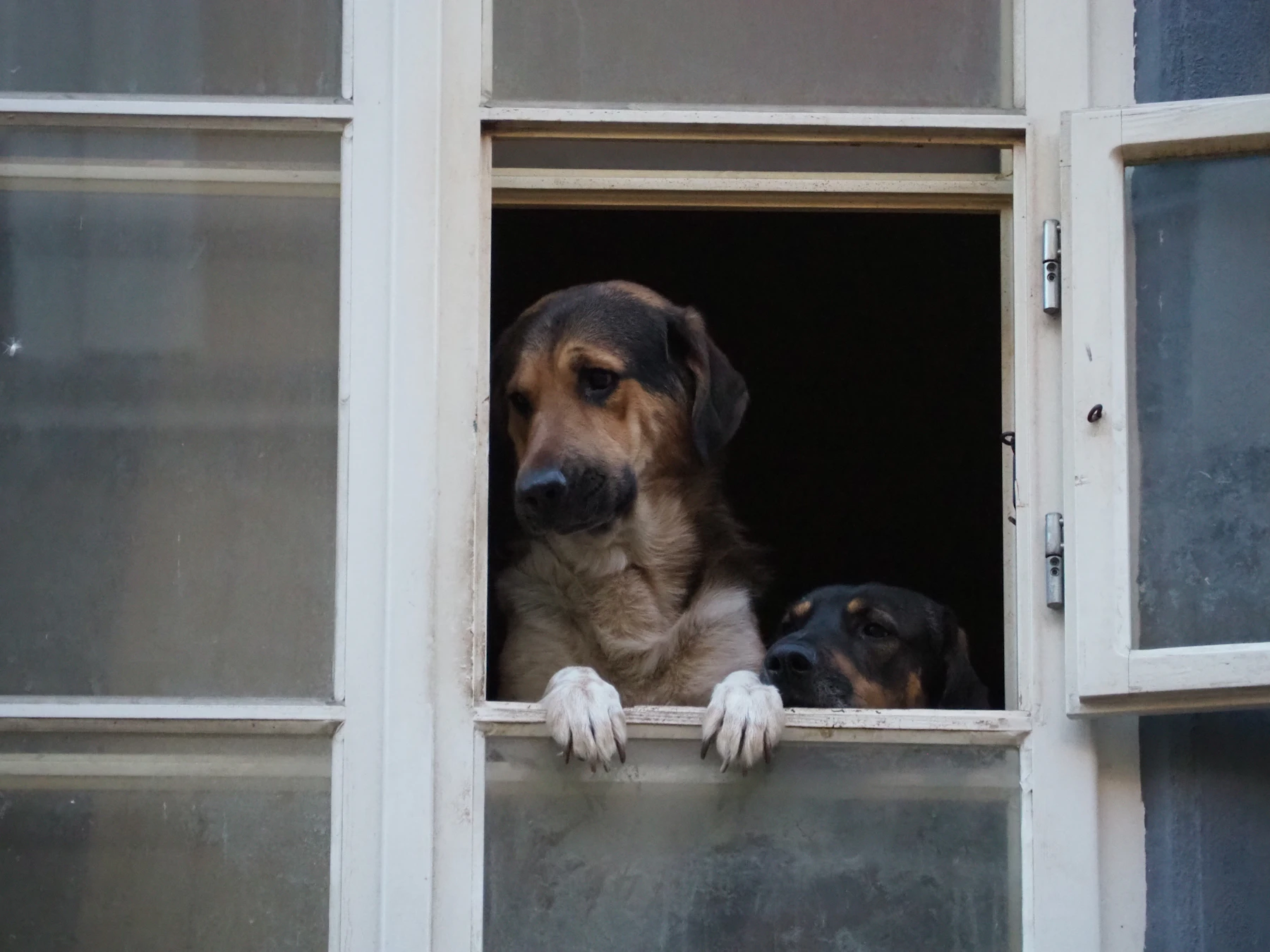 Dos perros mirando por una ventana dentro de un piso luminoso