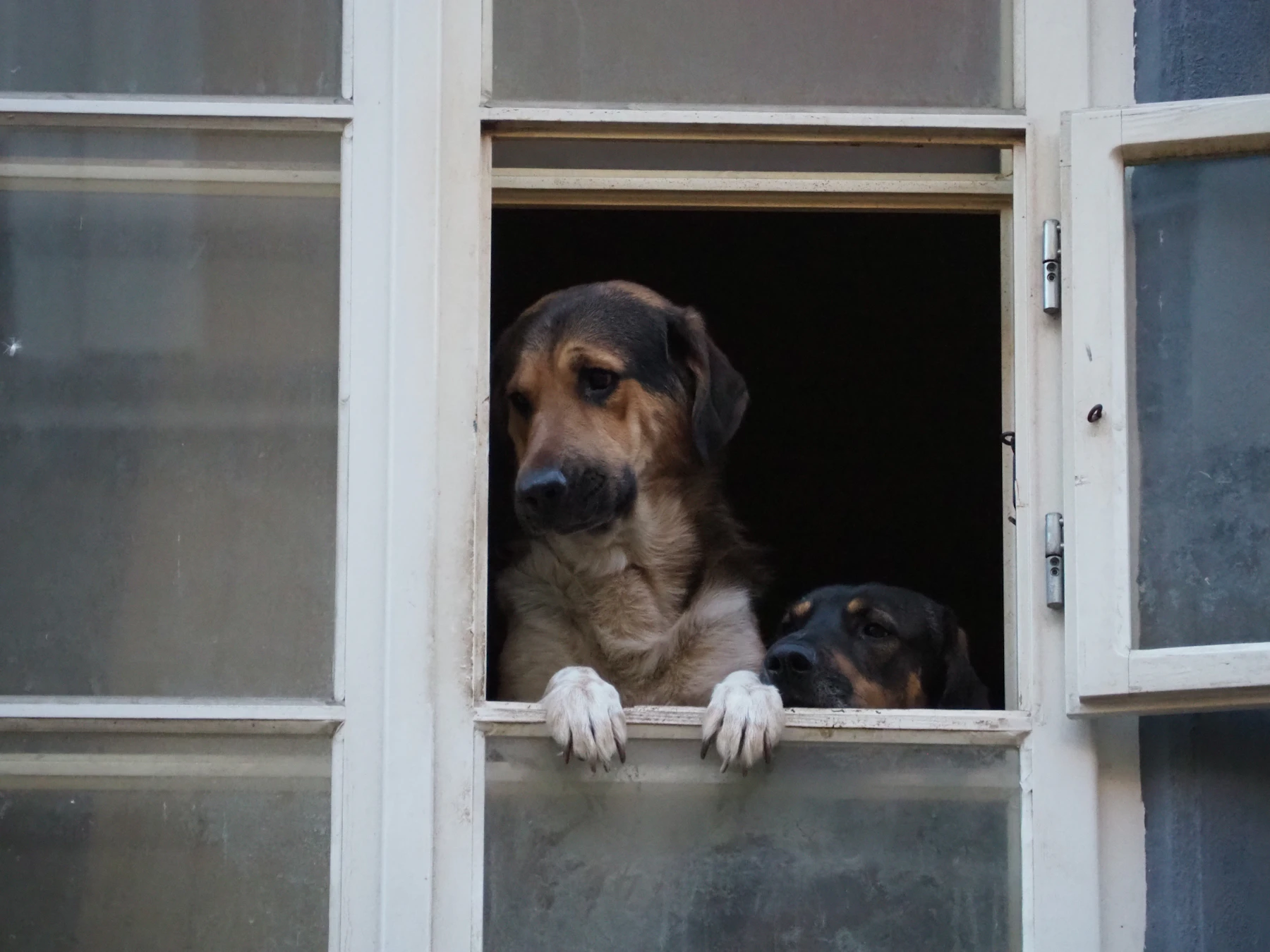 Two dogs looking through a home window together
