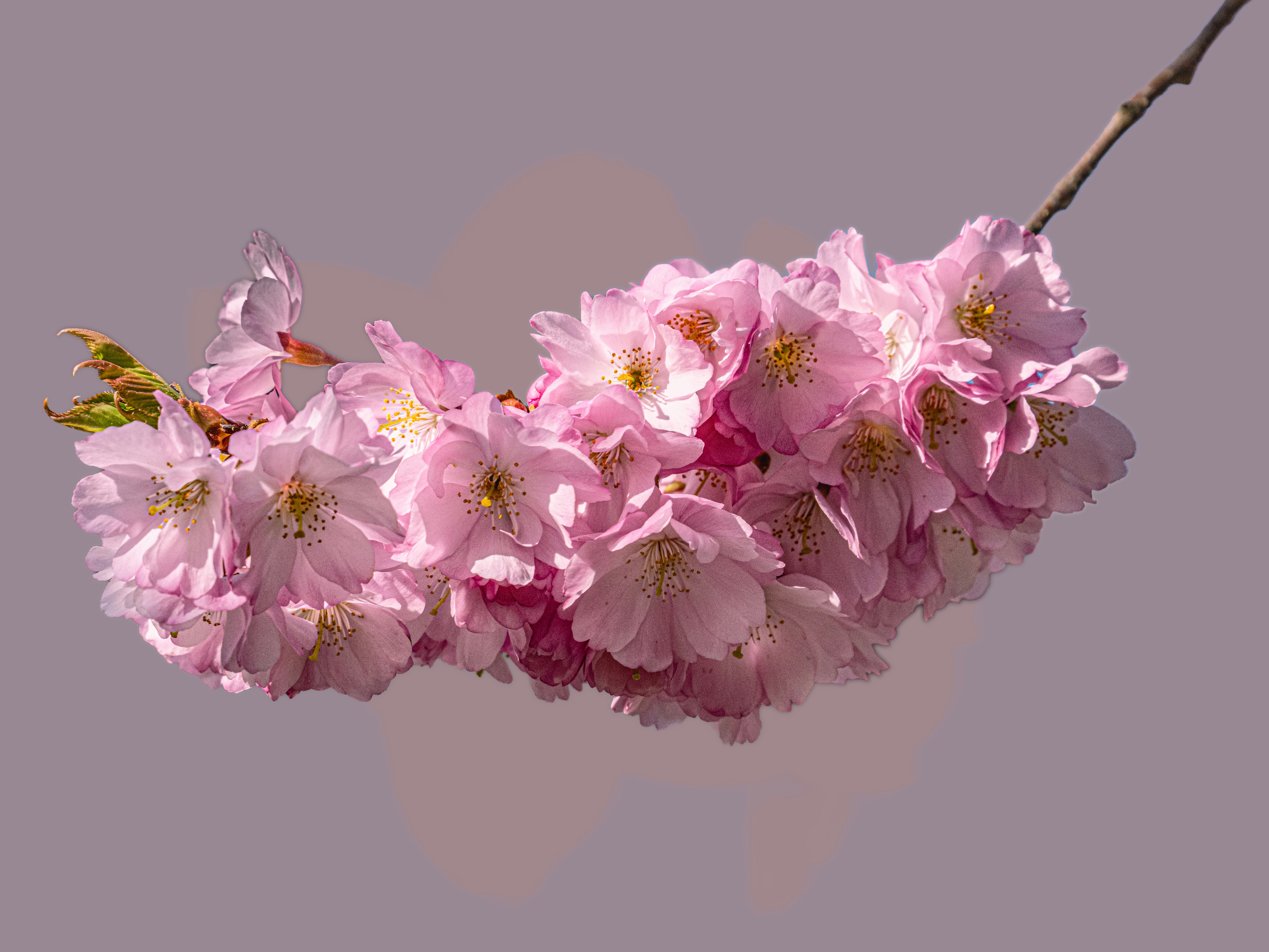 Sakura