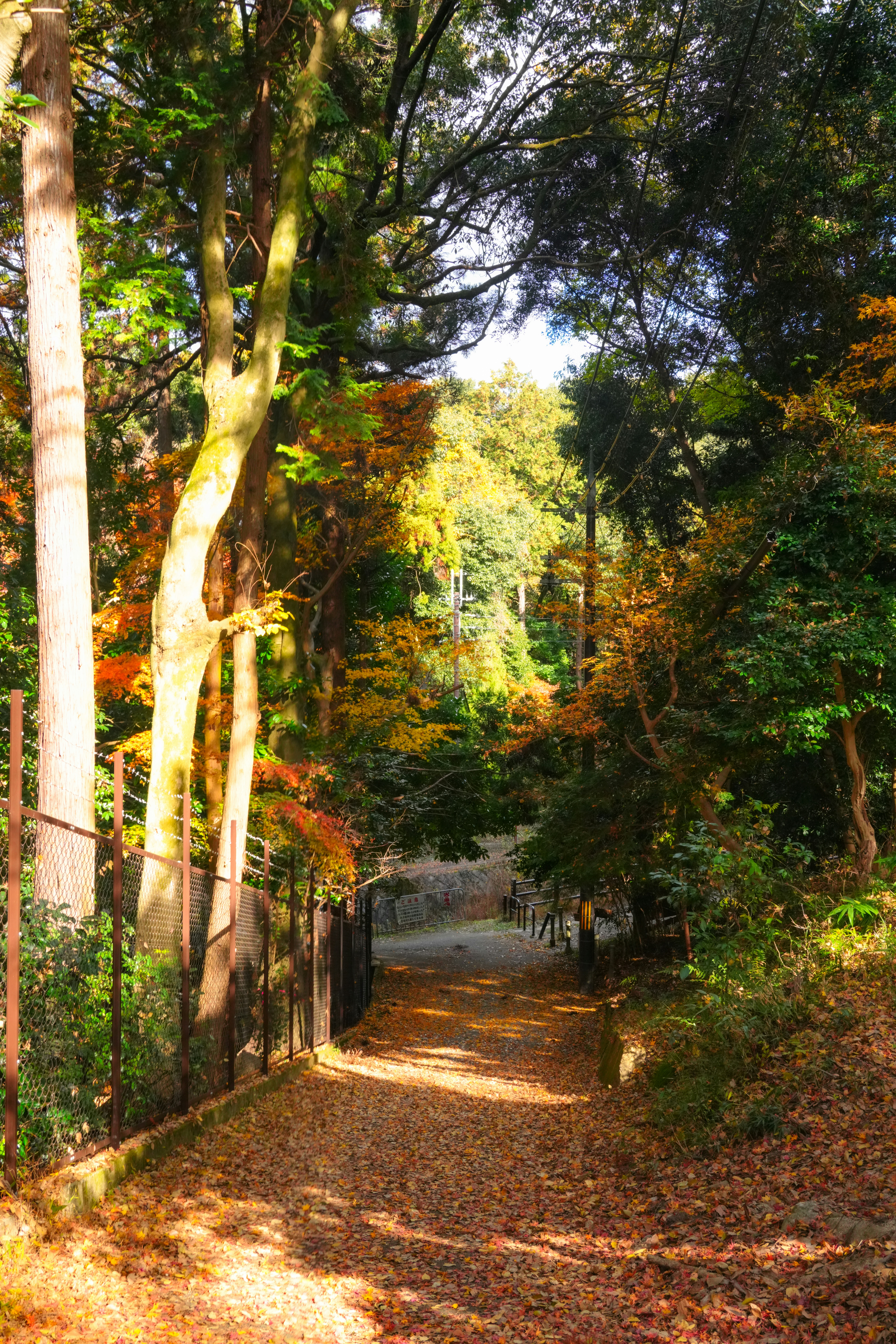 Photo by hattrick1996