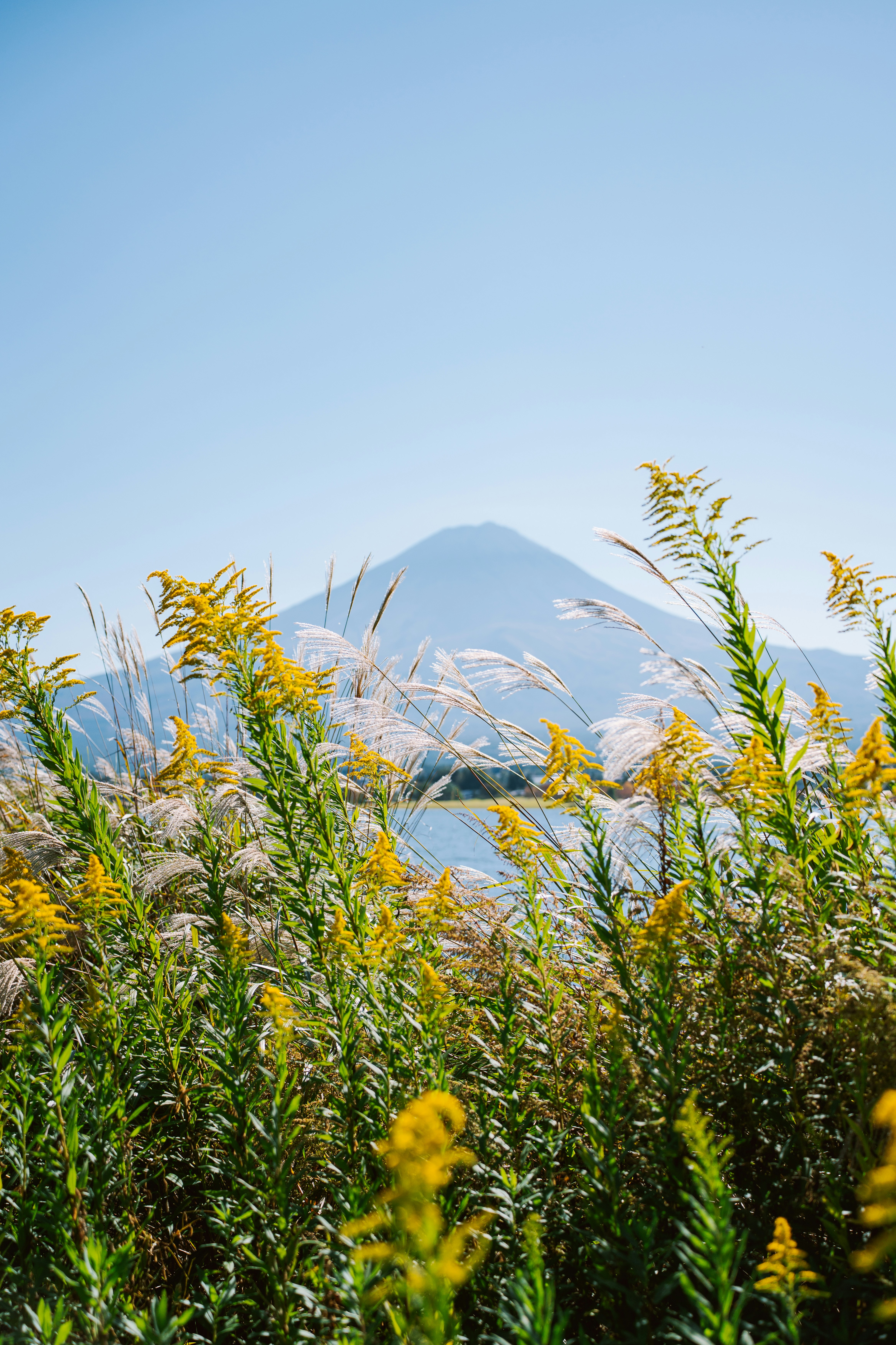 A majestic mountain peak behind wildflowers under a clear sky.