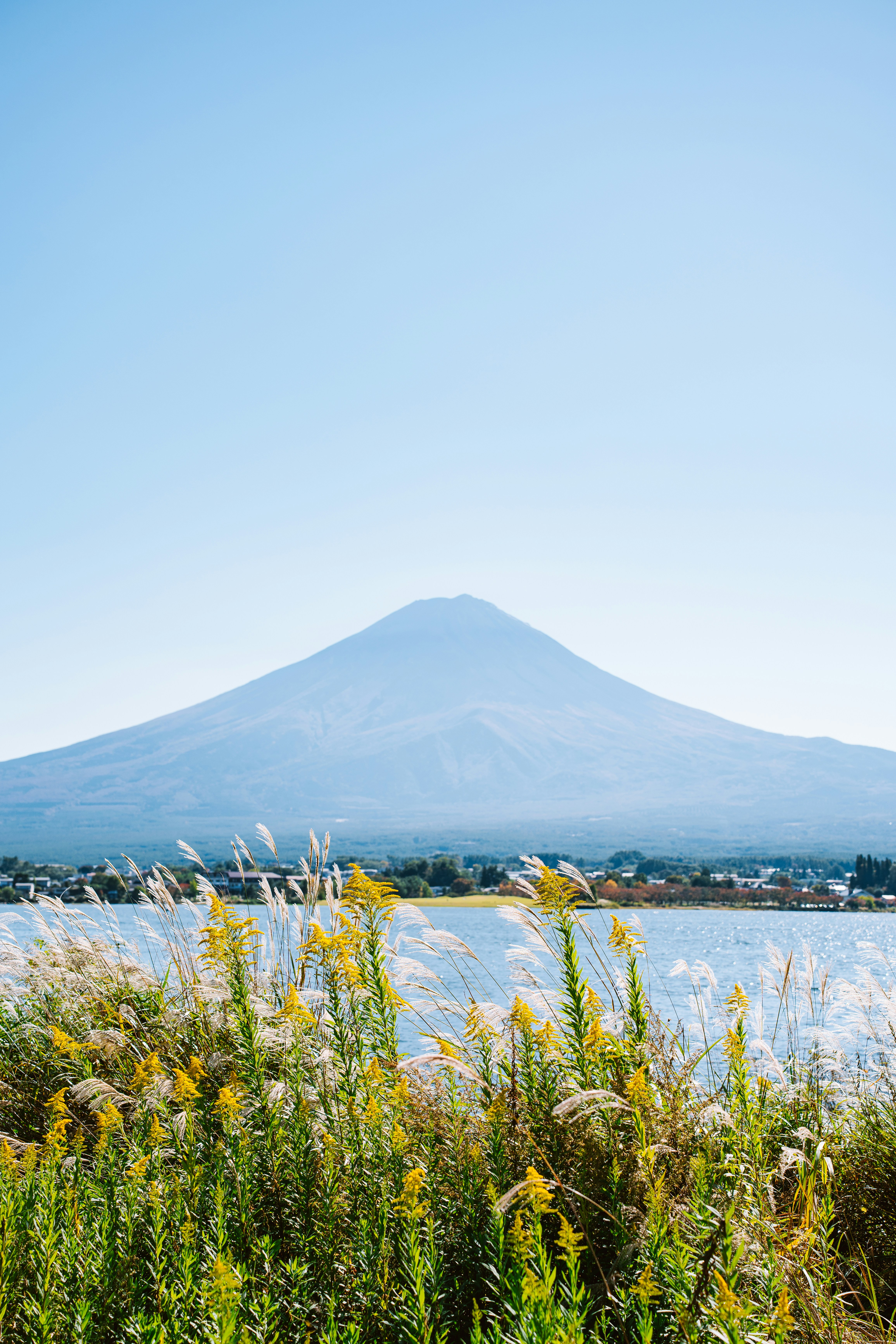 Fuji mit See und hohem Gras im Vordergrund