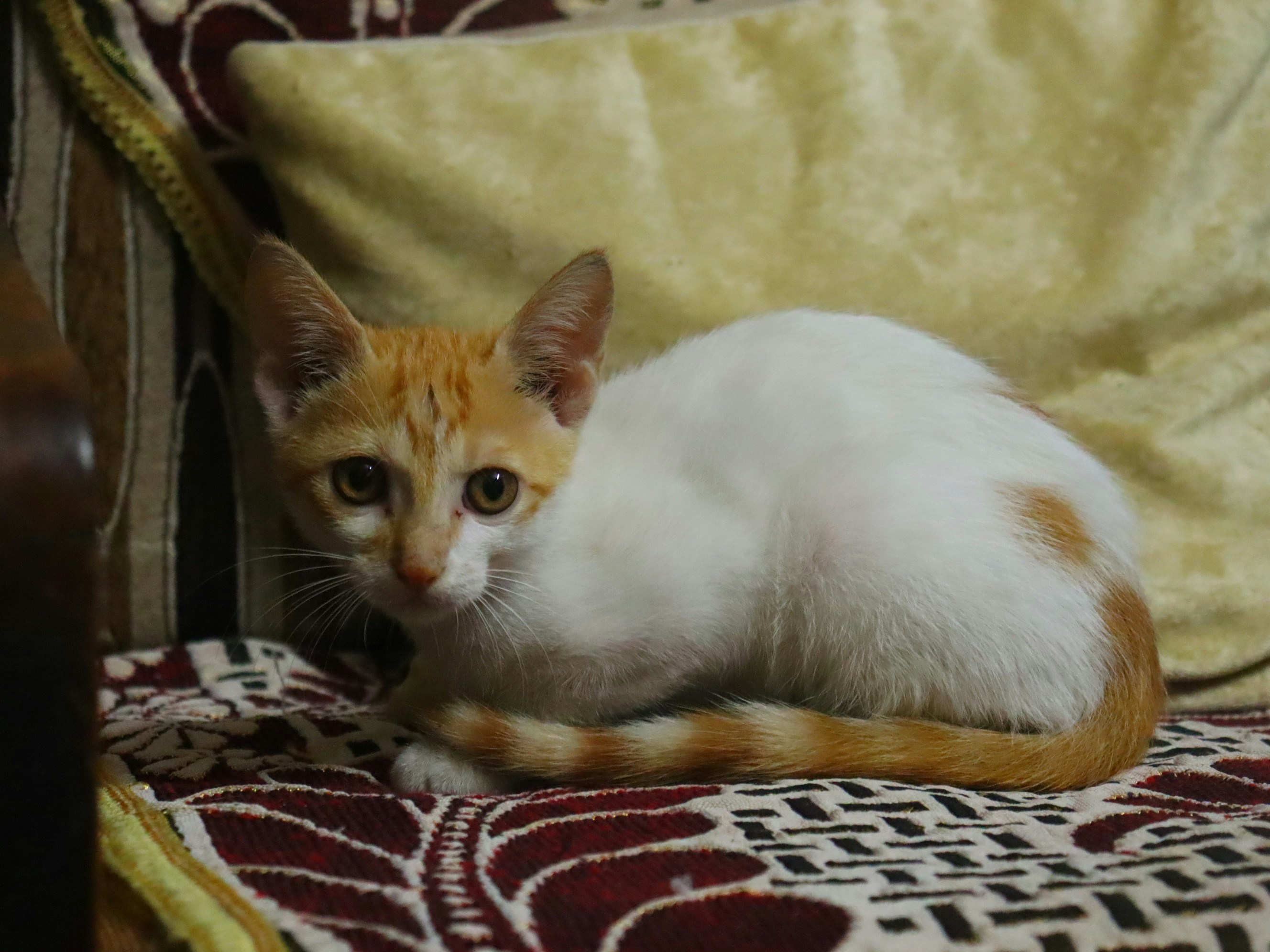 A white and orange kitten lies on a patterned couch.