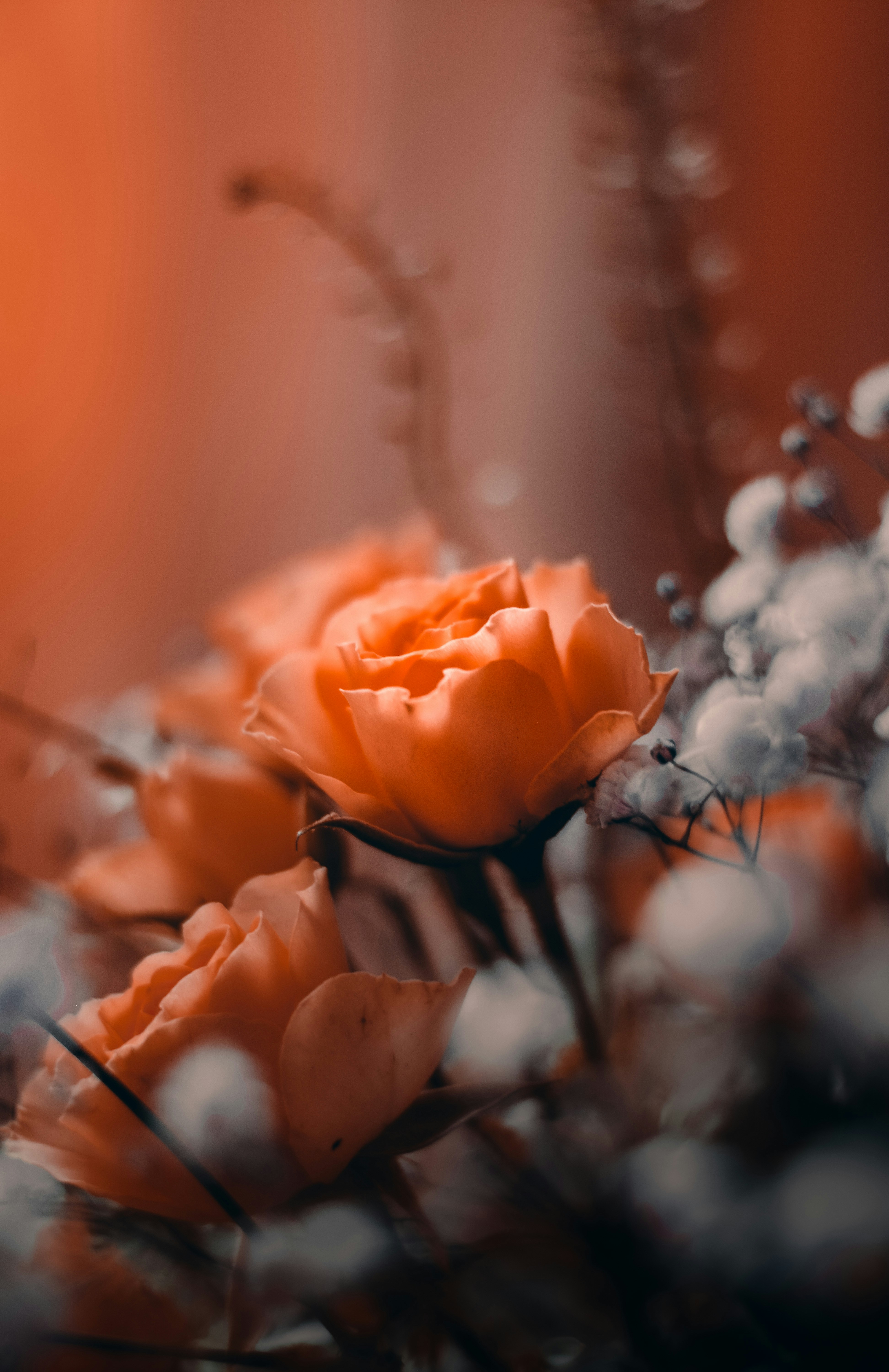 Un primo piano di delicate rose arancioni con soffocatura soffusa