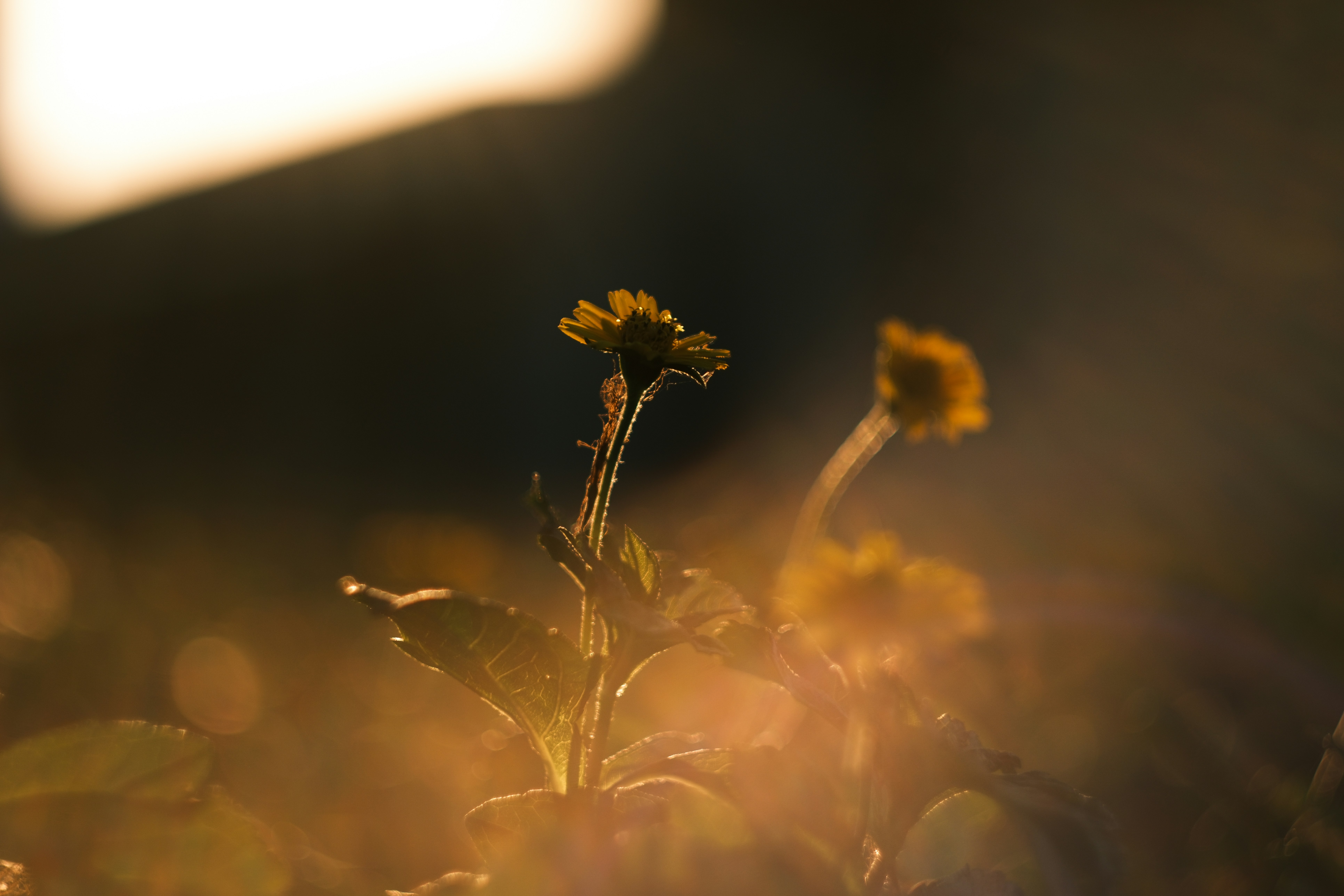 Photo by phuocsangvn