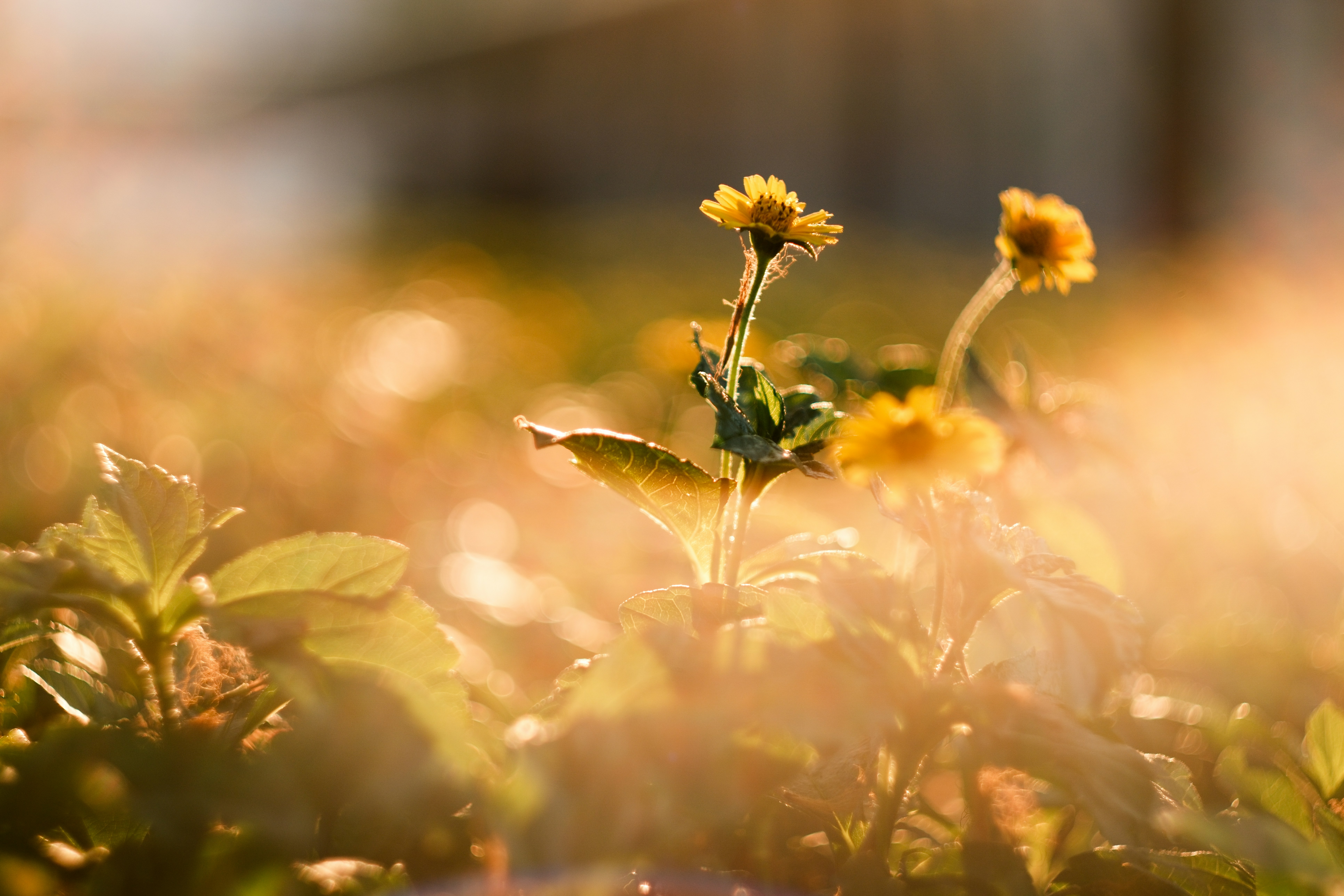 Photo by phuocsangvn