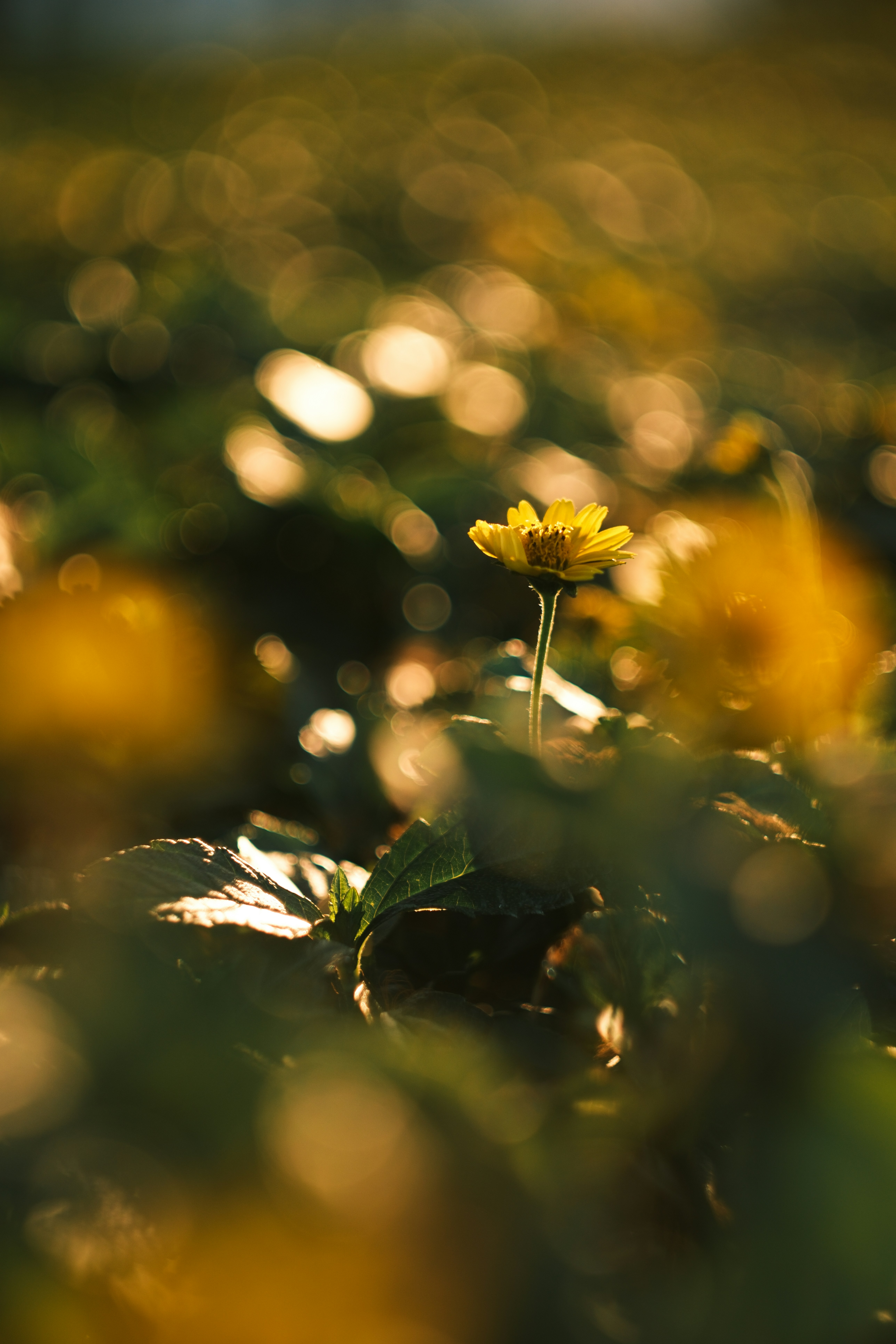 Photo by phuocsangvn