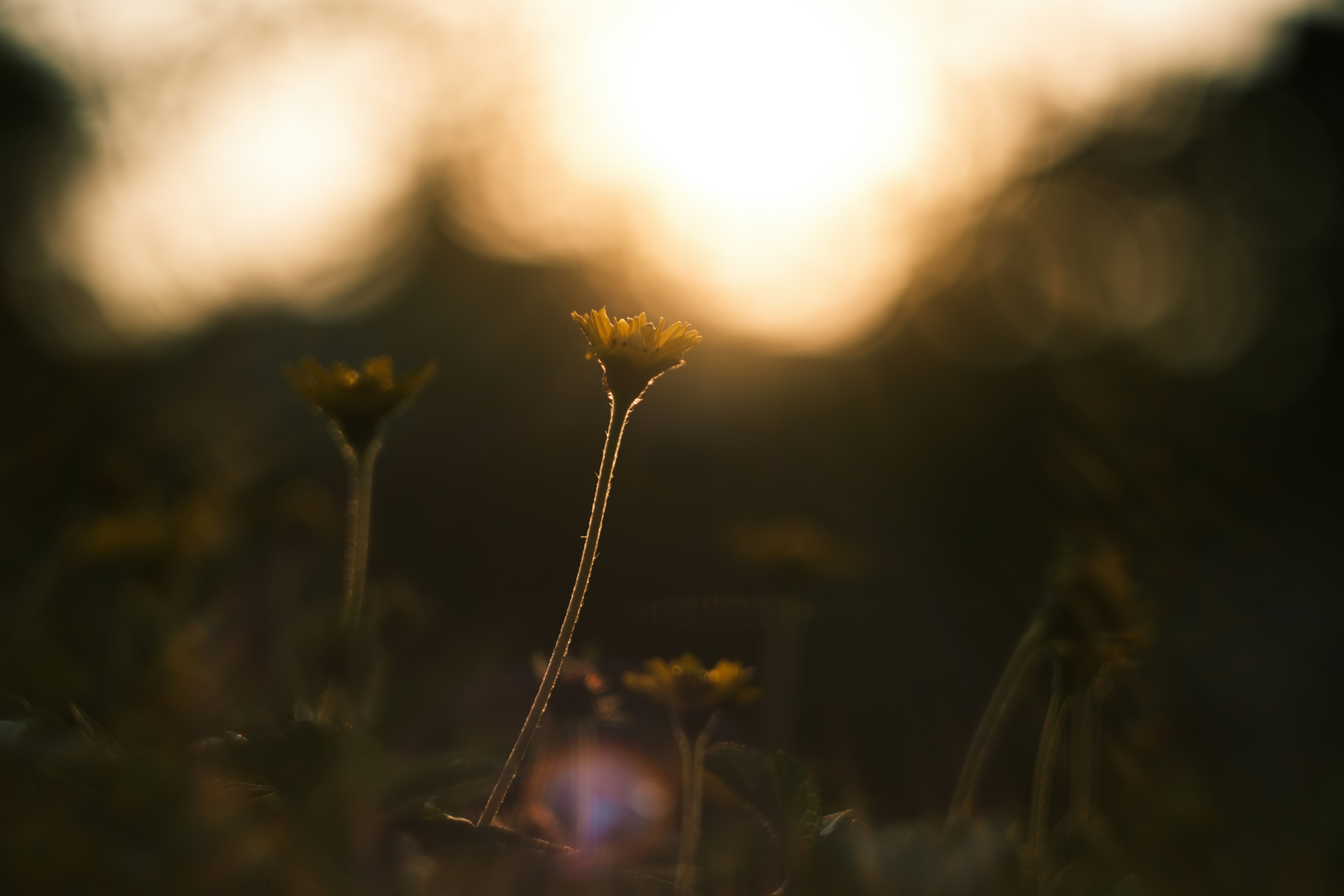 Photo by phuocsangvn