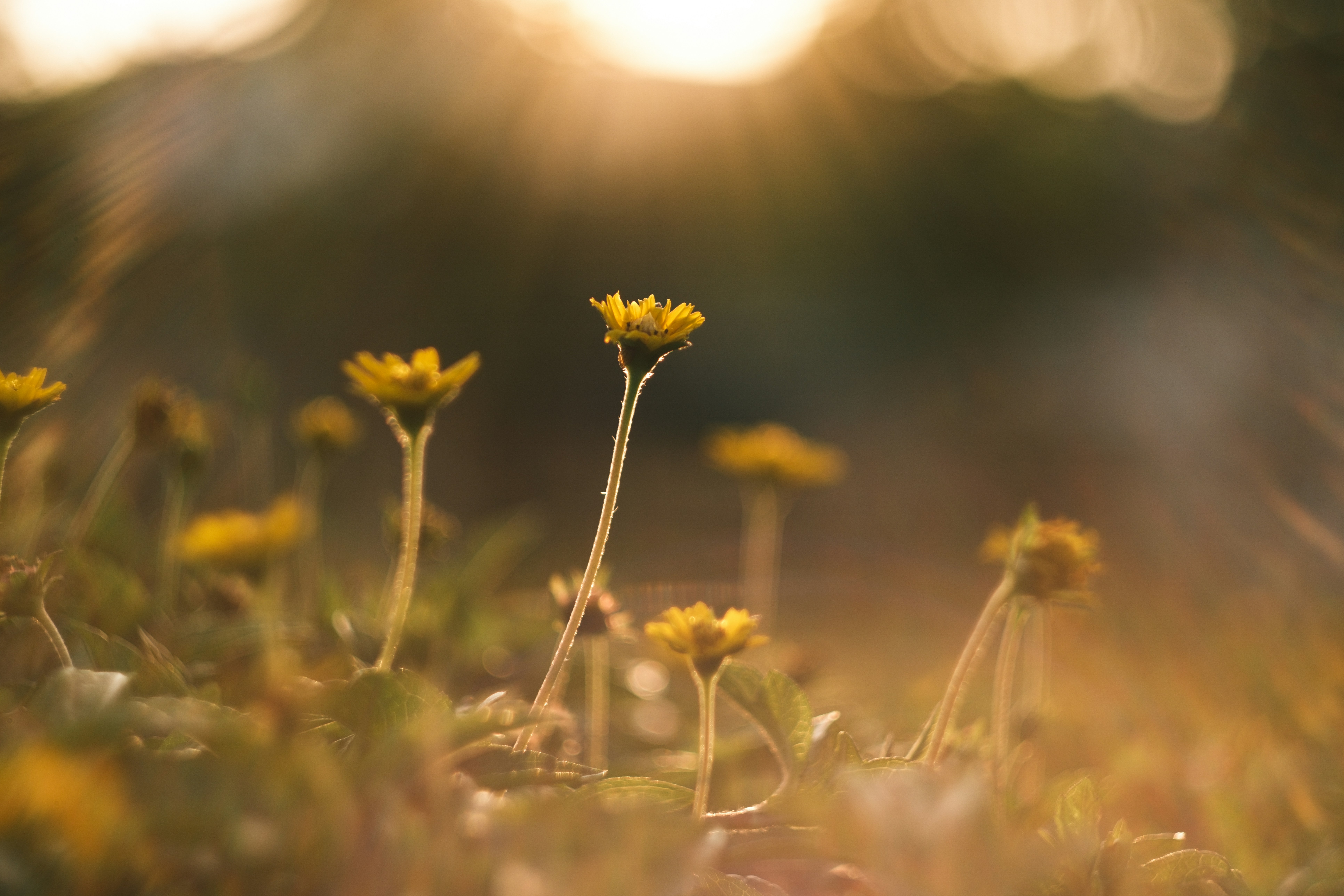 Photo by phuocsangvn