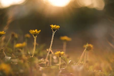 Small yellow flowers bathed in golden sunlight.