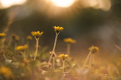 Small yellow flowers bathed in golden sunlight.