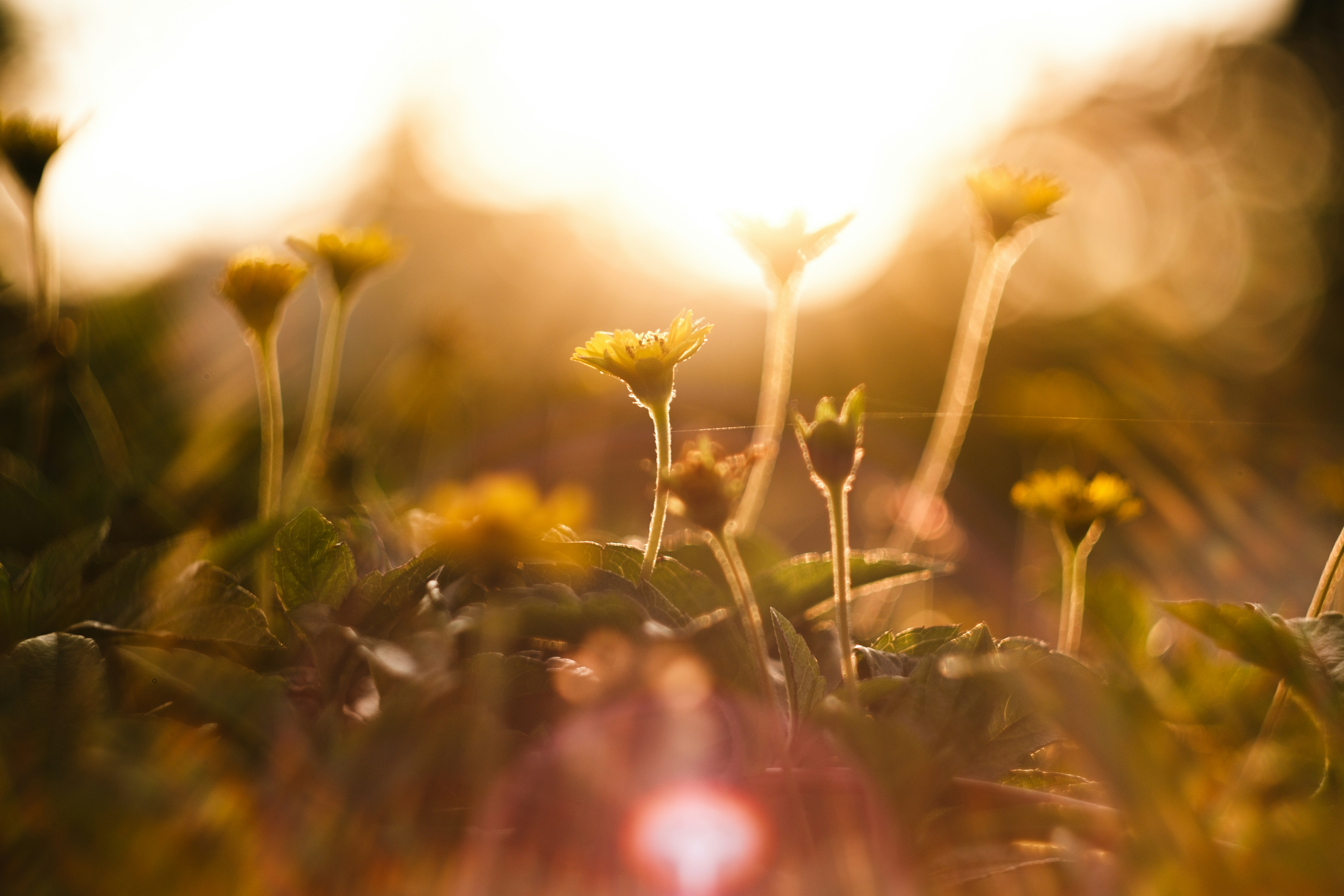 Photo by phuocsangvn