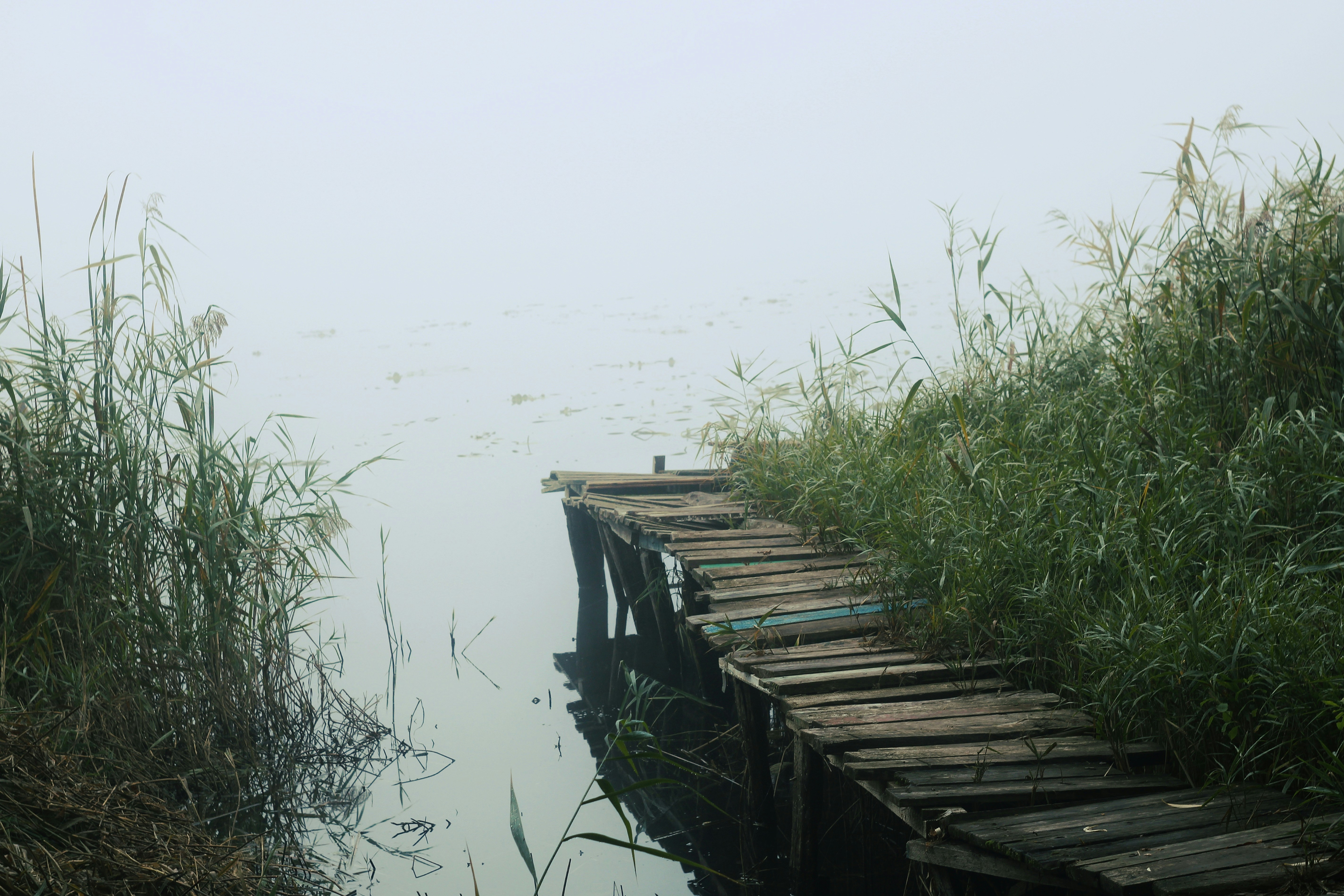 Wooden dock surrounded by tall grass on a foggy day.