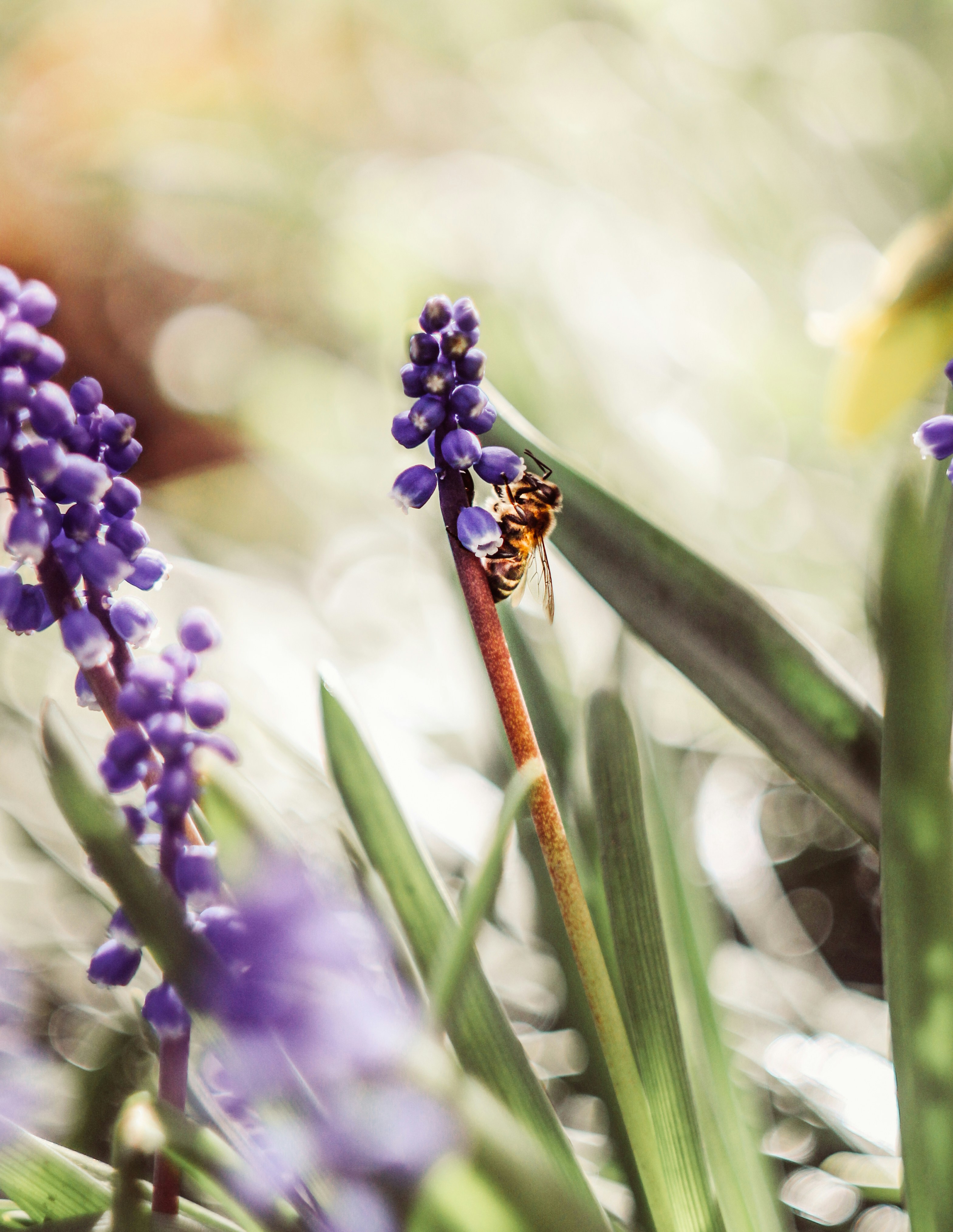 A bee rests on a purple grape hyacinth flower.