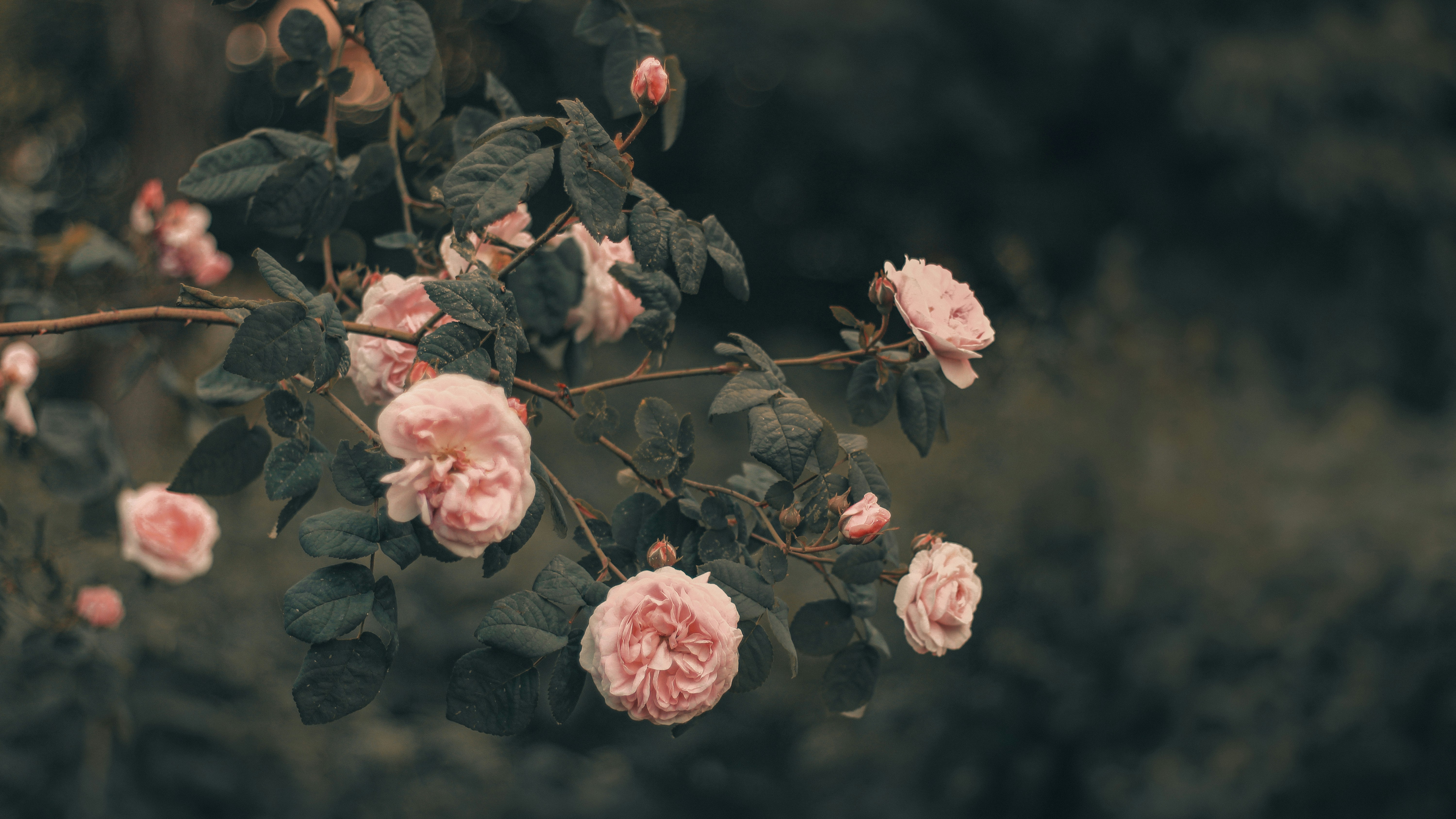 Delicate pink roses bloom on a dark leafy branch.