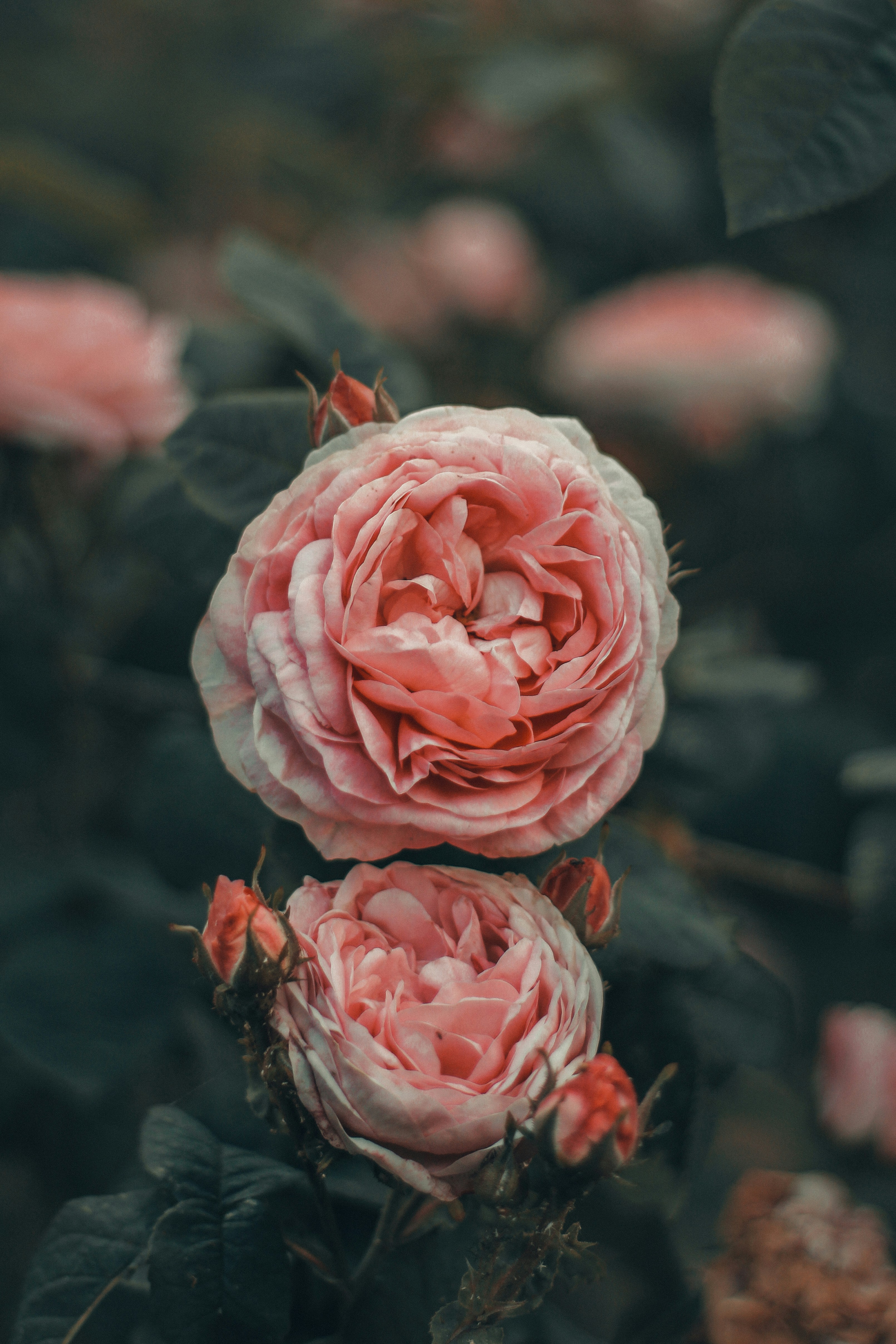 Two delicate pink roses bloom amongst dark foliage.