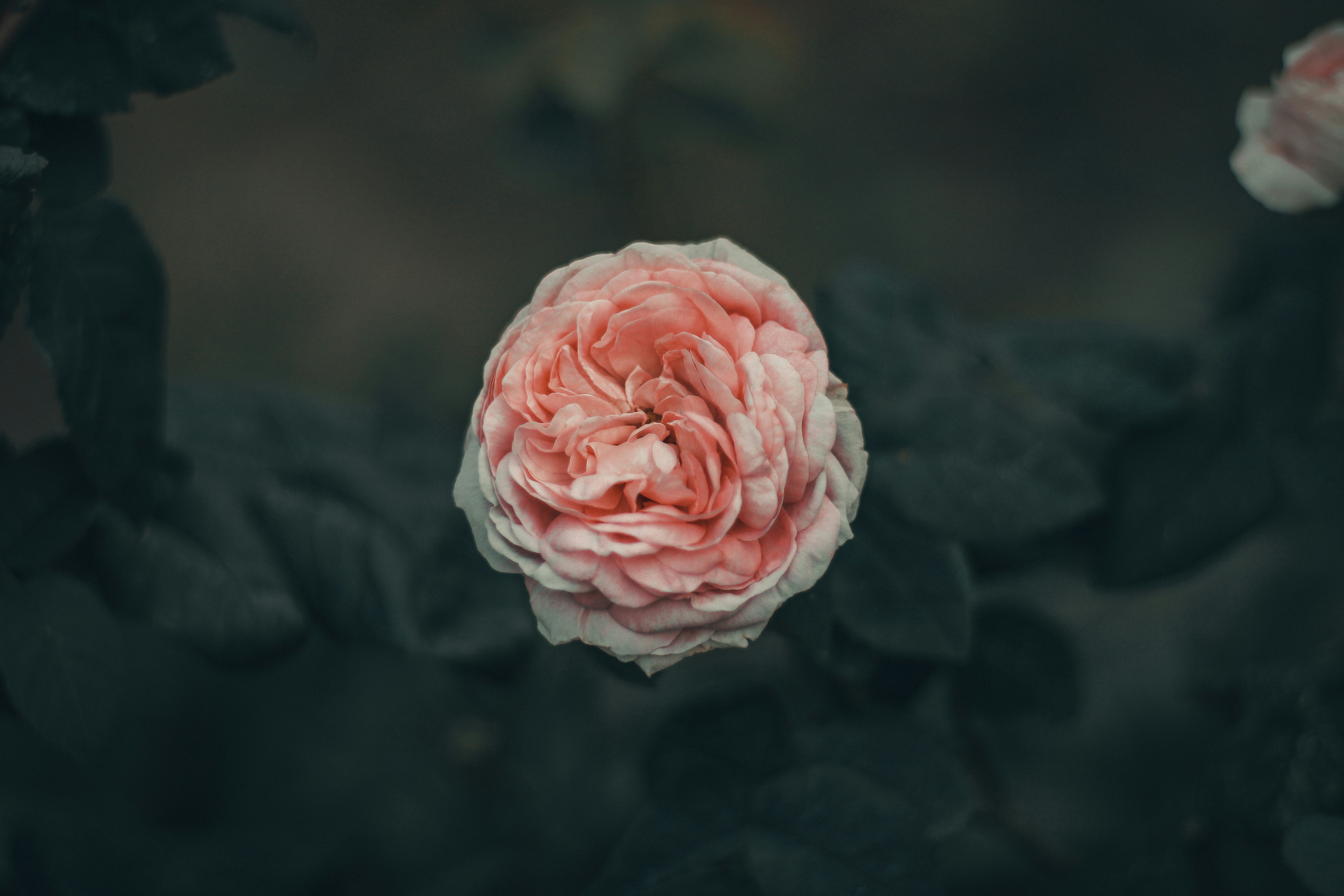 A delicate pink rose blooming amongst dark leaves