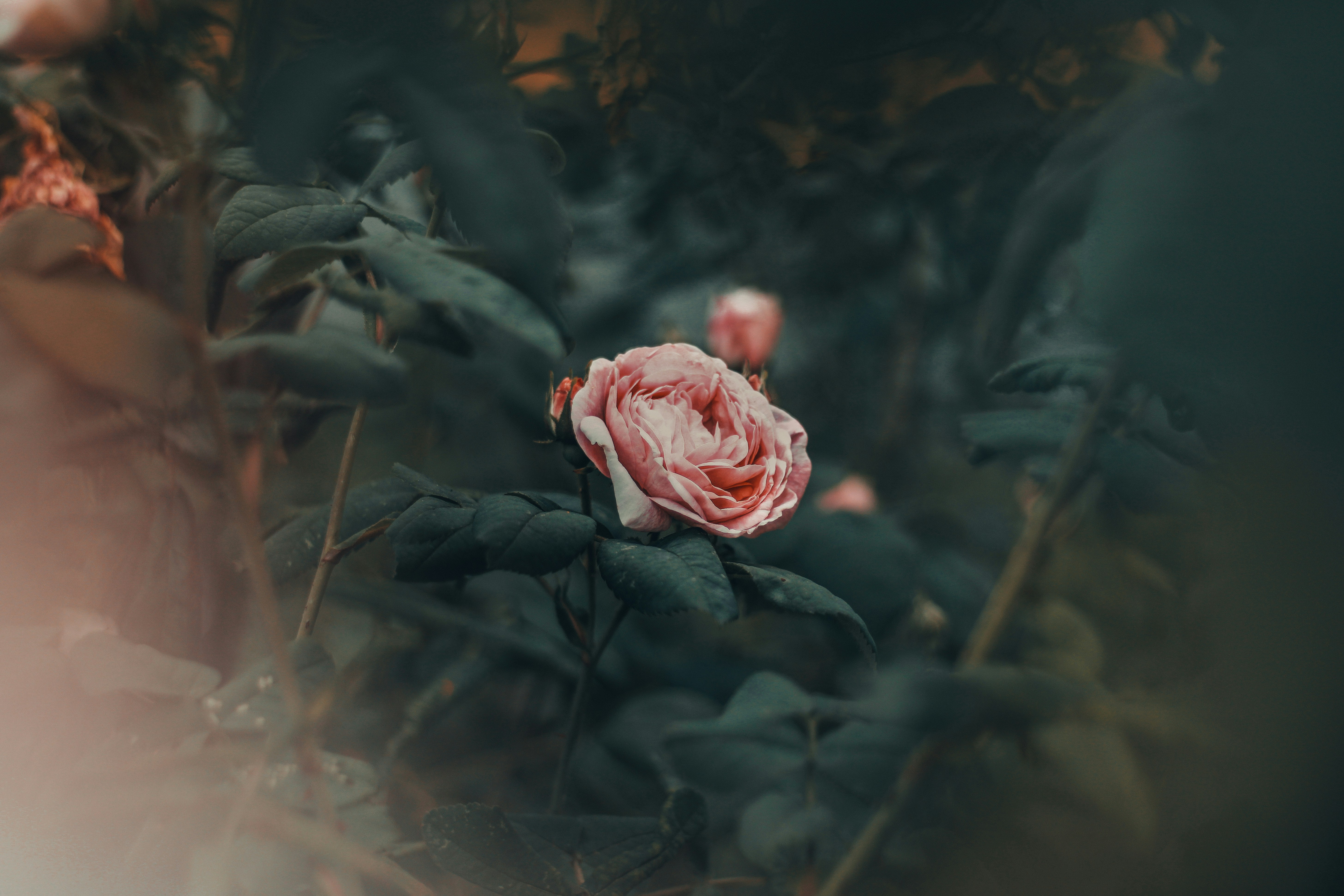 A single pink rose blooms among dark green leaves.