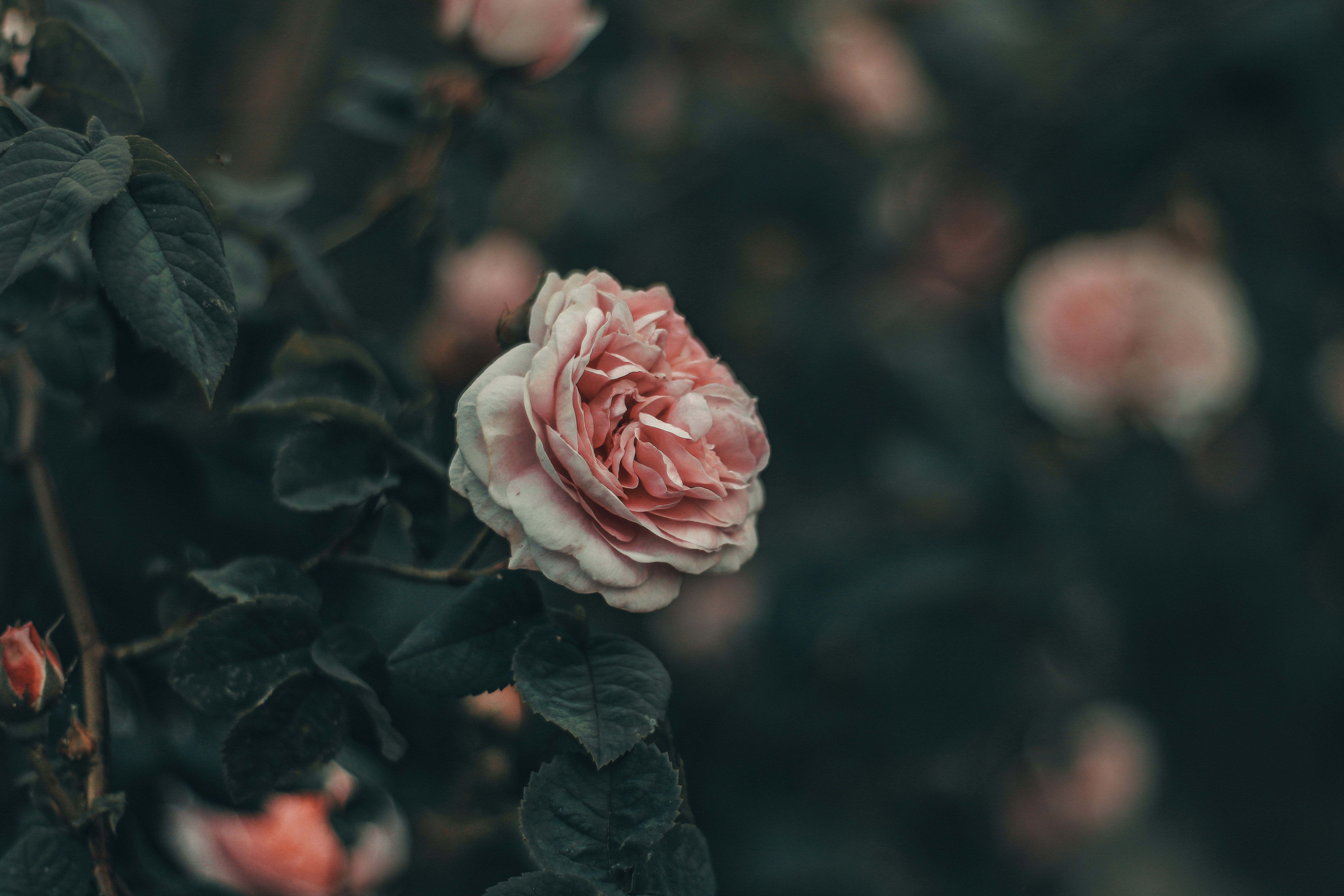 A delicate pink rose blooms amidst dark foliage.