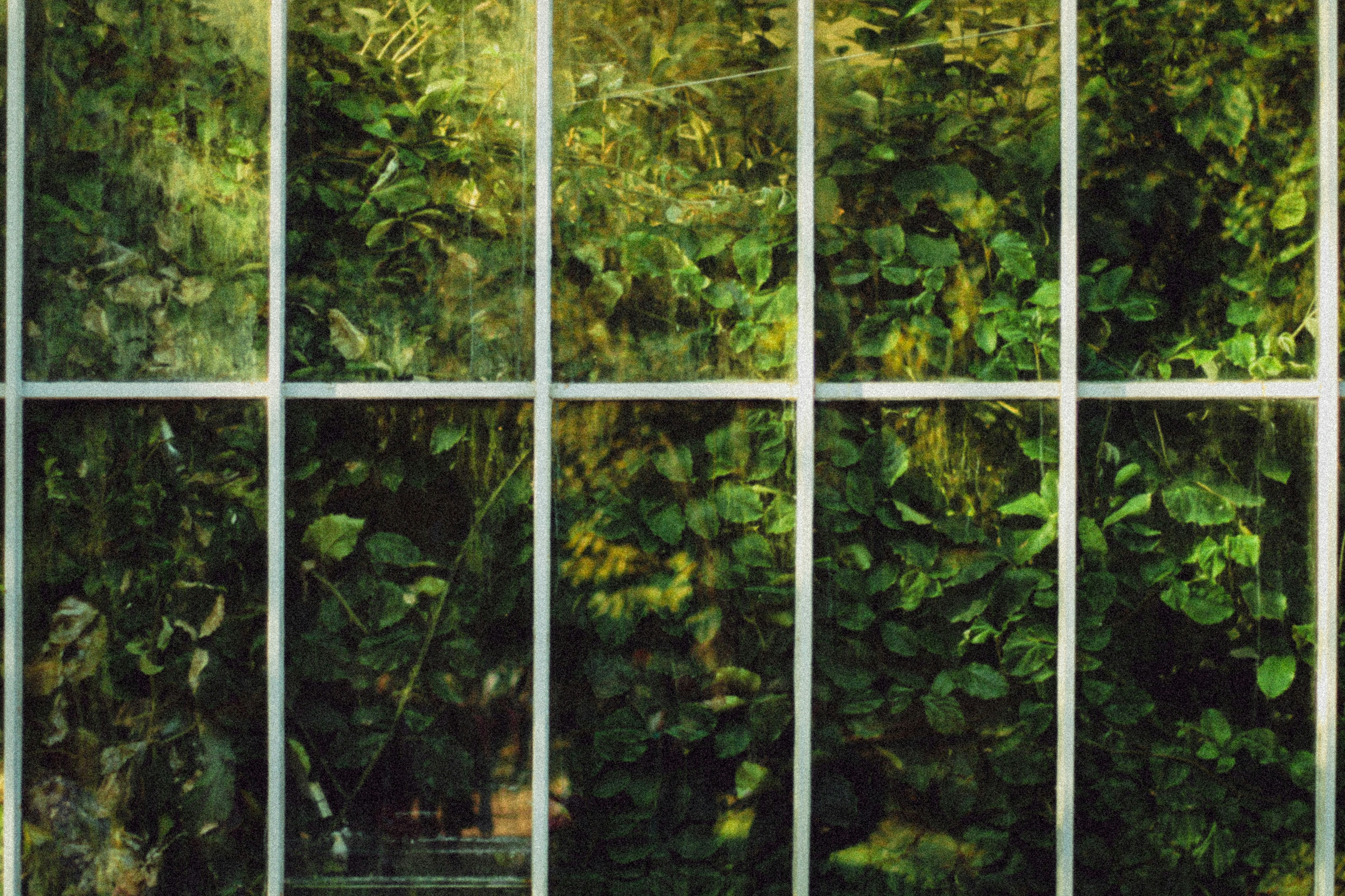 Green foliage seen through a window pane