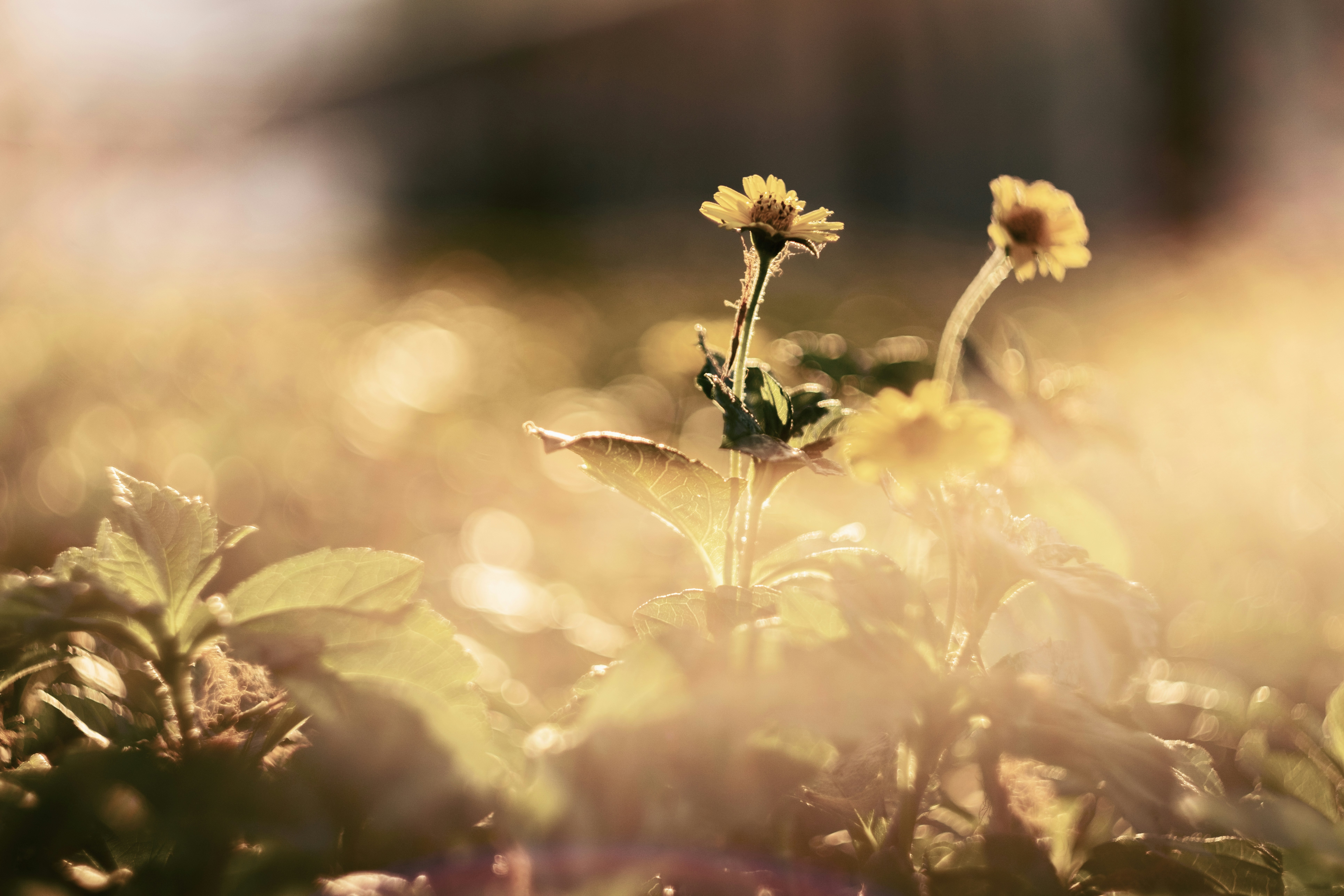 Photo by phuocsangvn