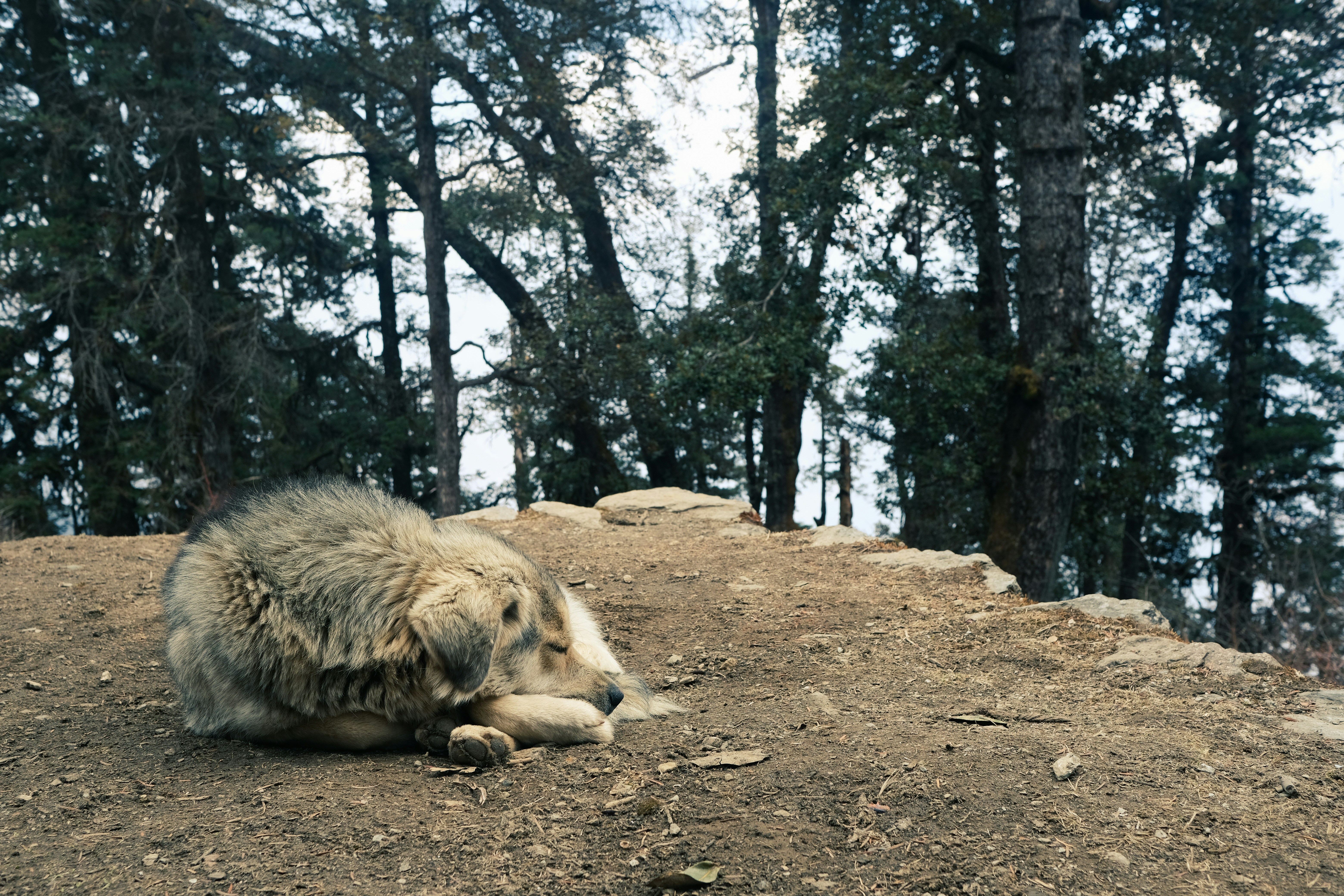 A shaggy dog rests on a dirt path amidst trees.
