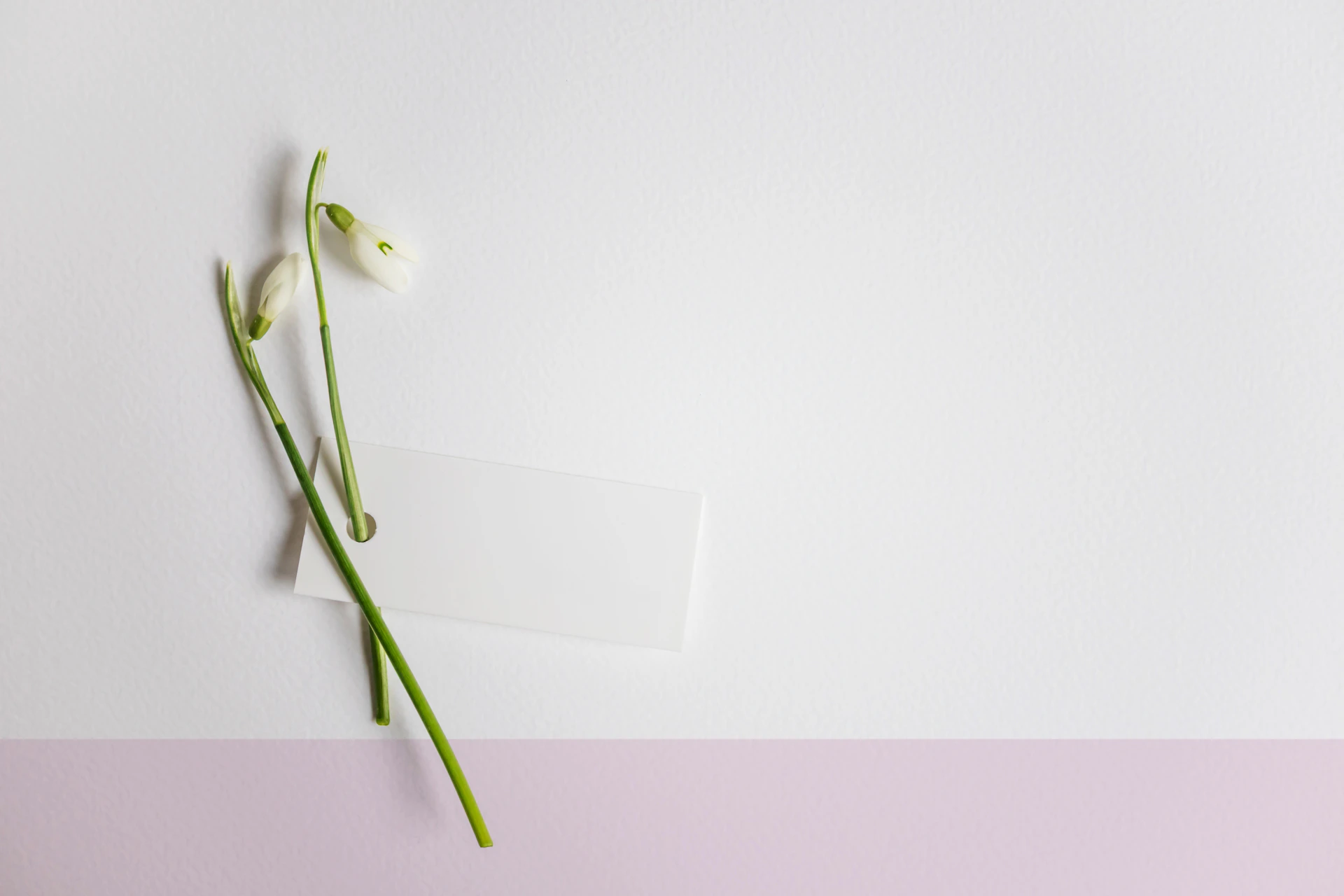 Two snowdrops with a small note on white background