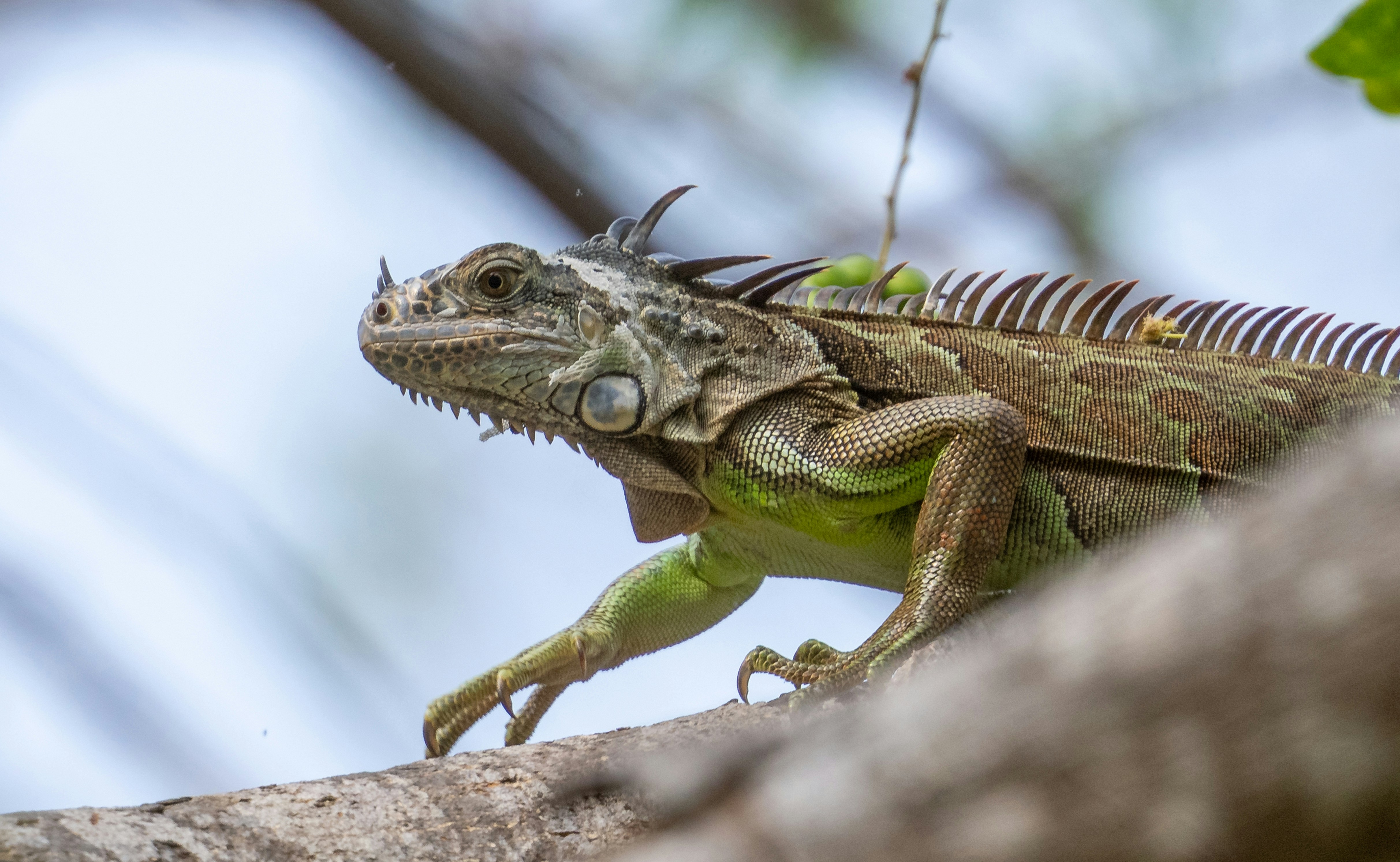 Iguana verde empoleirada em um galho de árvore