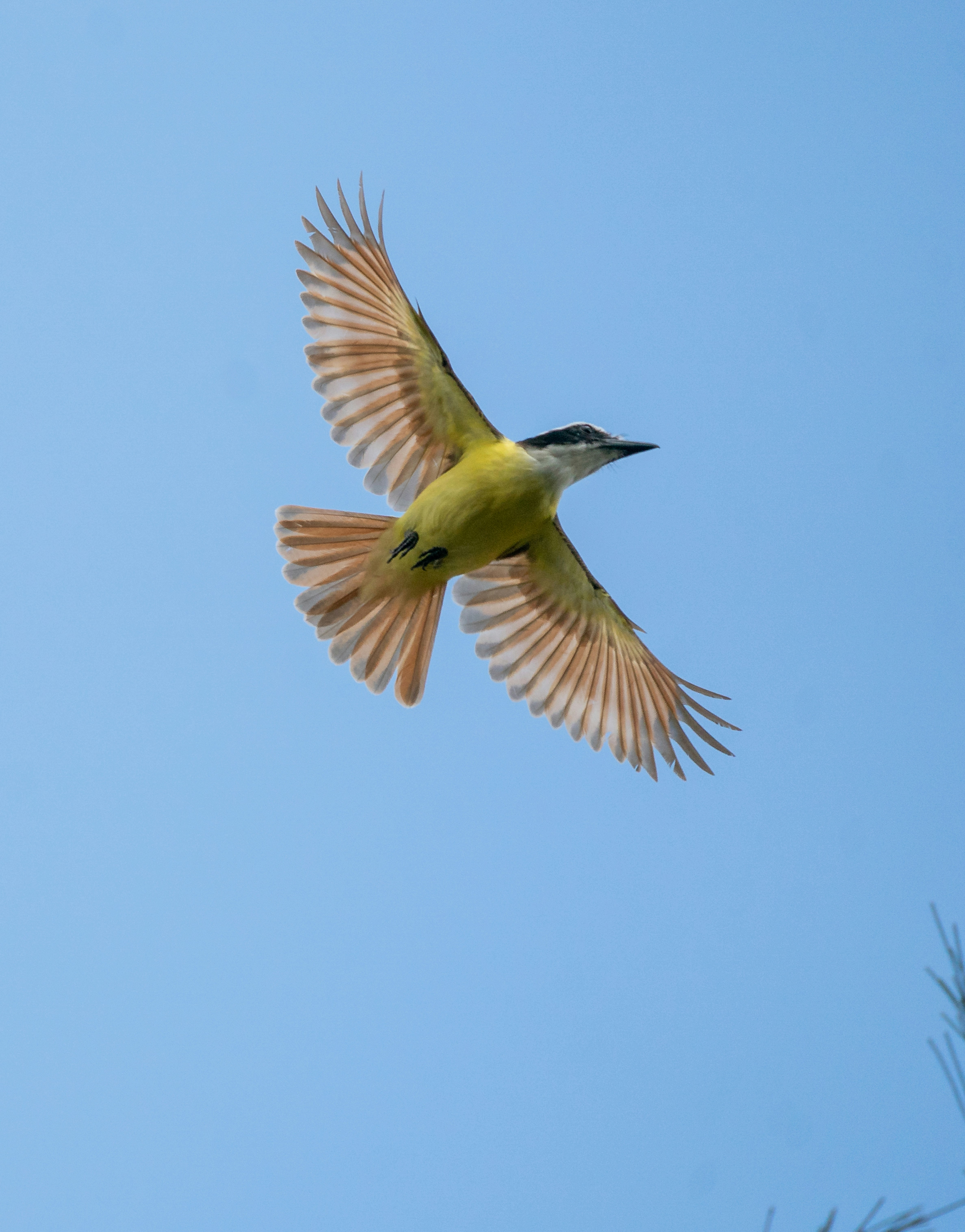 Um pássaro amarelo com as asas estendidas voa no céu.