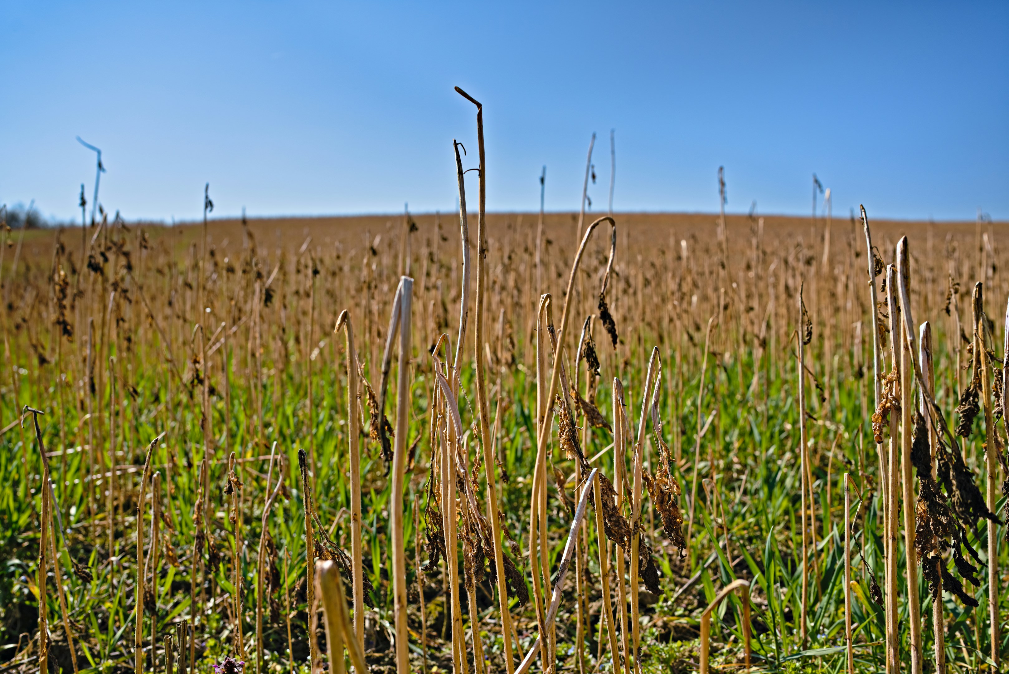 Stubble in a harvested field under a clear blue sky