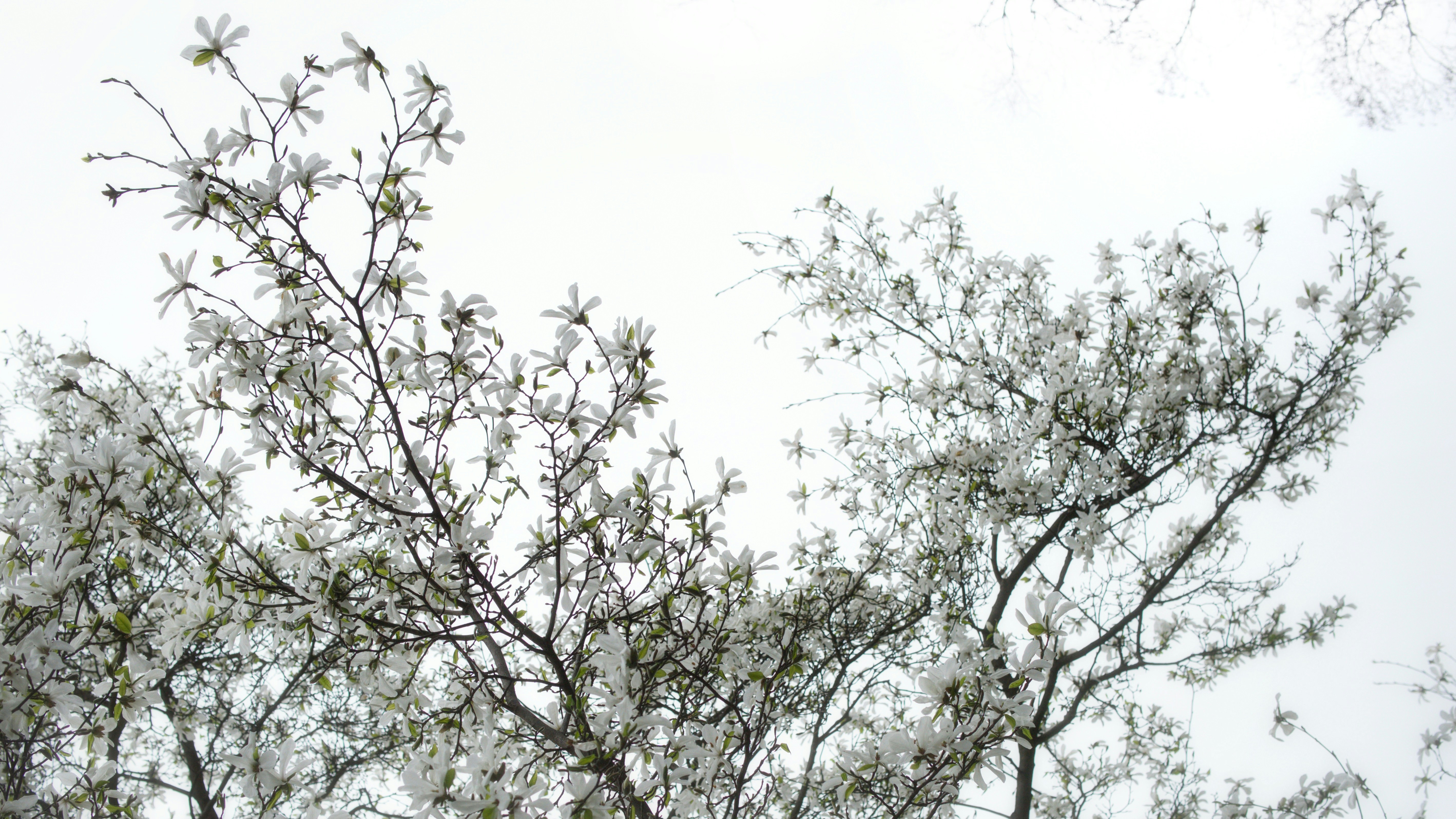 Photo by scroll_ua