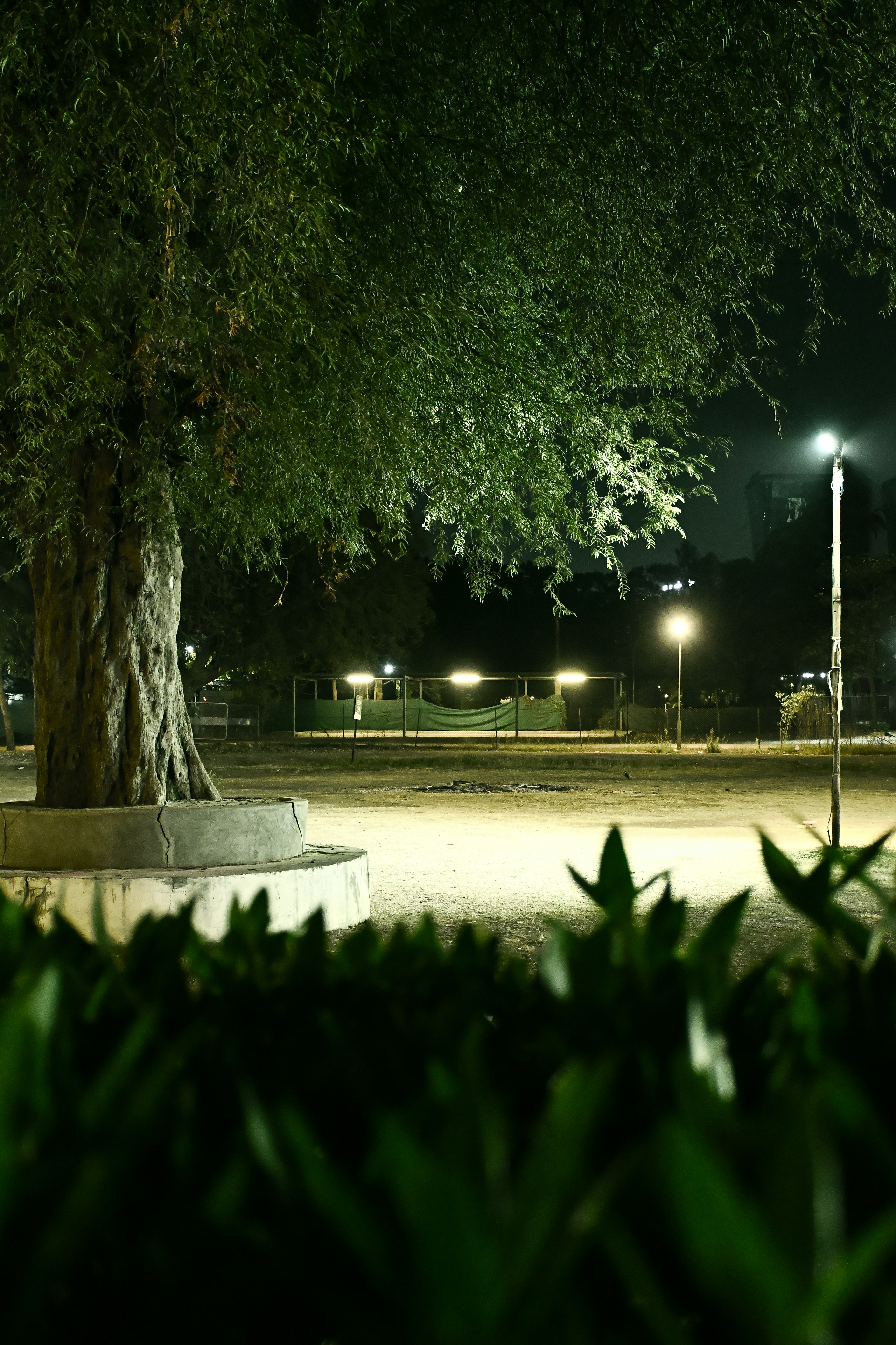 Large tree in park at night with lights