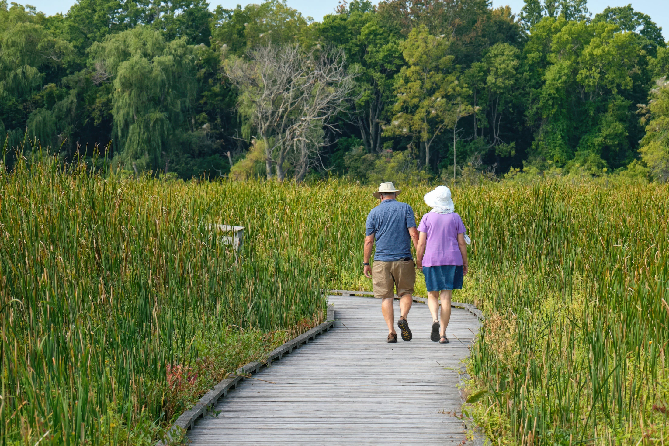 A couple walking a boardwalk through tall grass