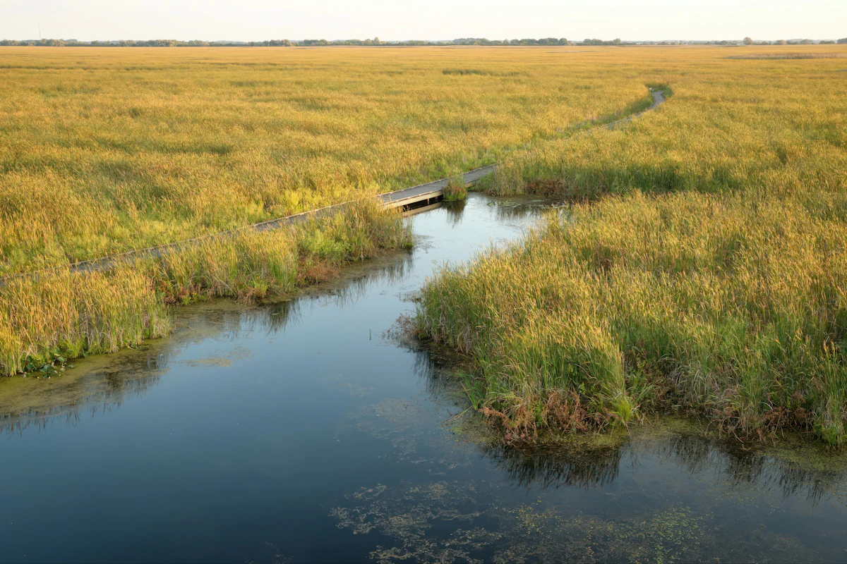 Creek flowing through a green California meadow