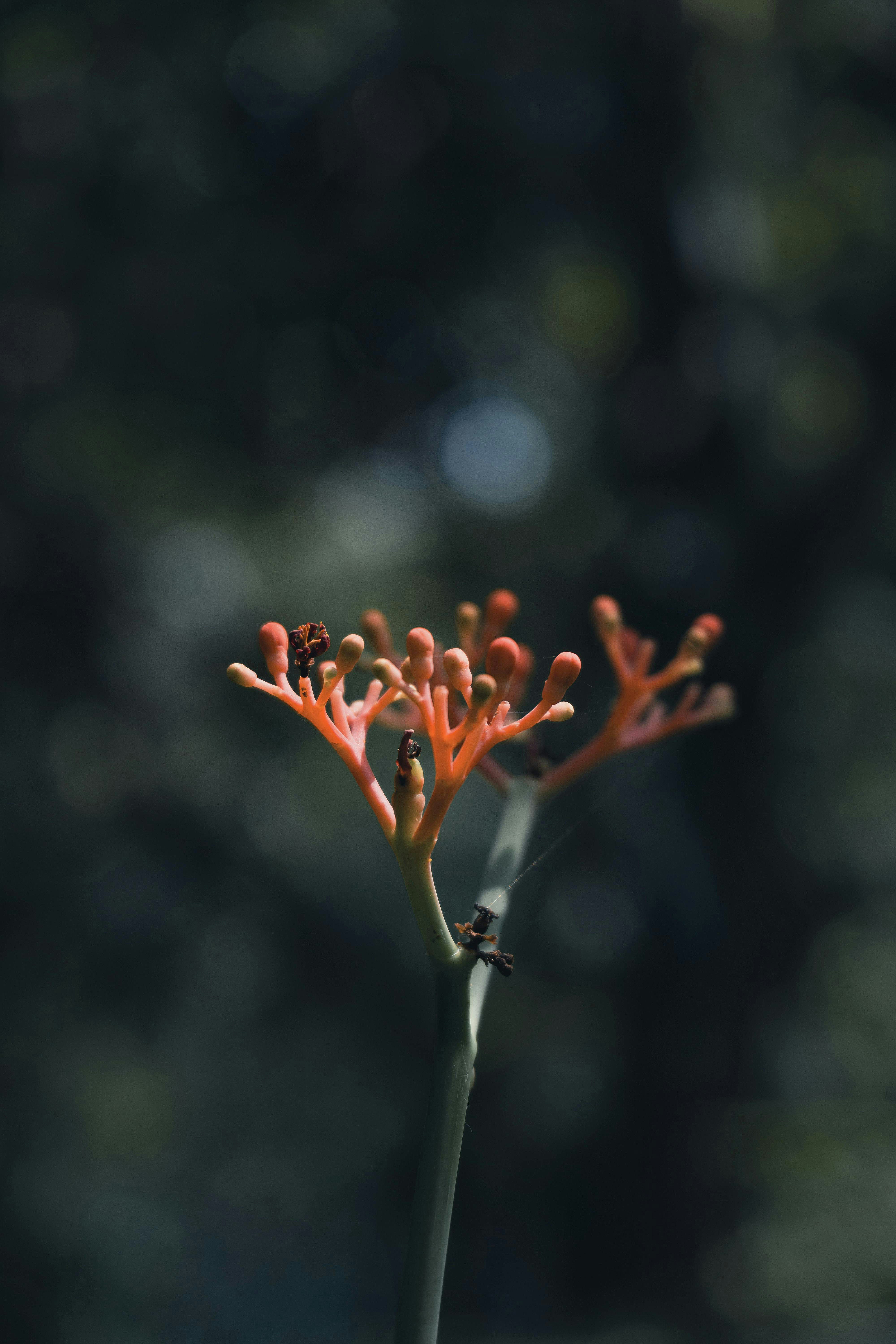 A delicate coral-colored flower bud with an insect.
