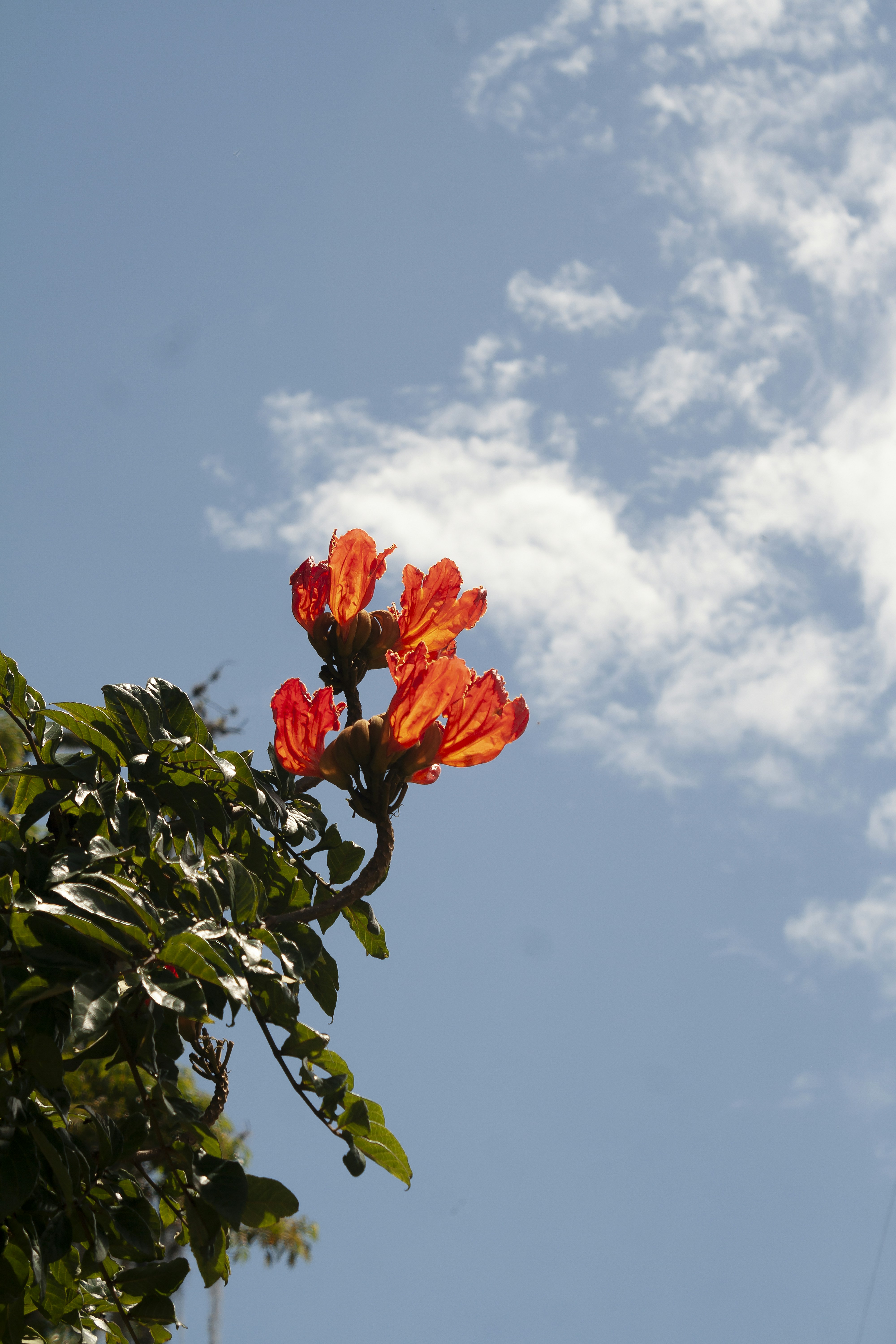 Orange flowers bloom against a bright blue sky.