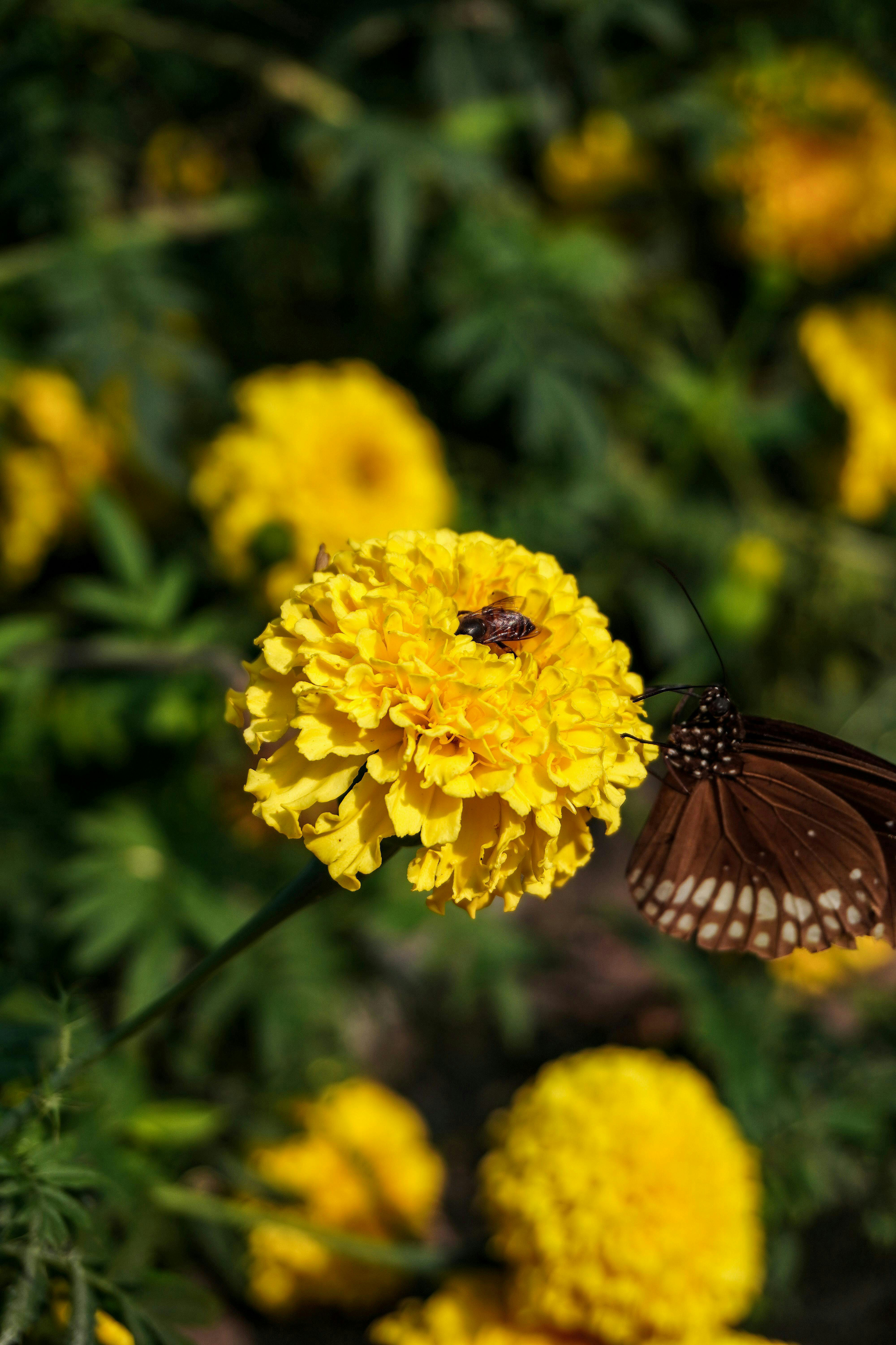 A butterfly and bee on a yellow marigold flower.