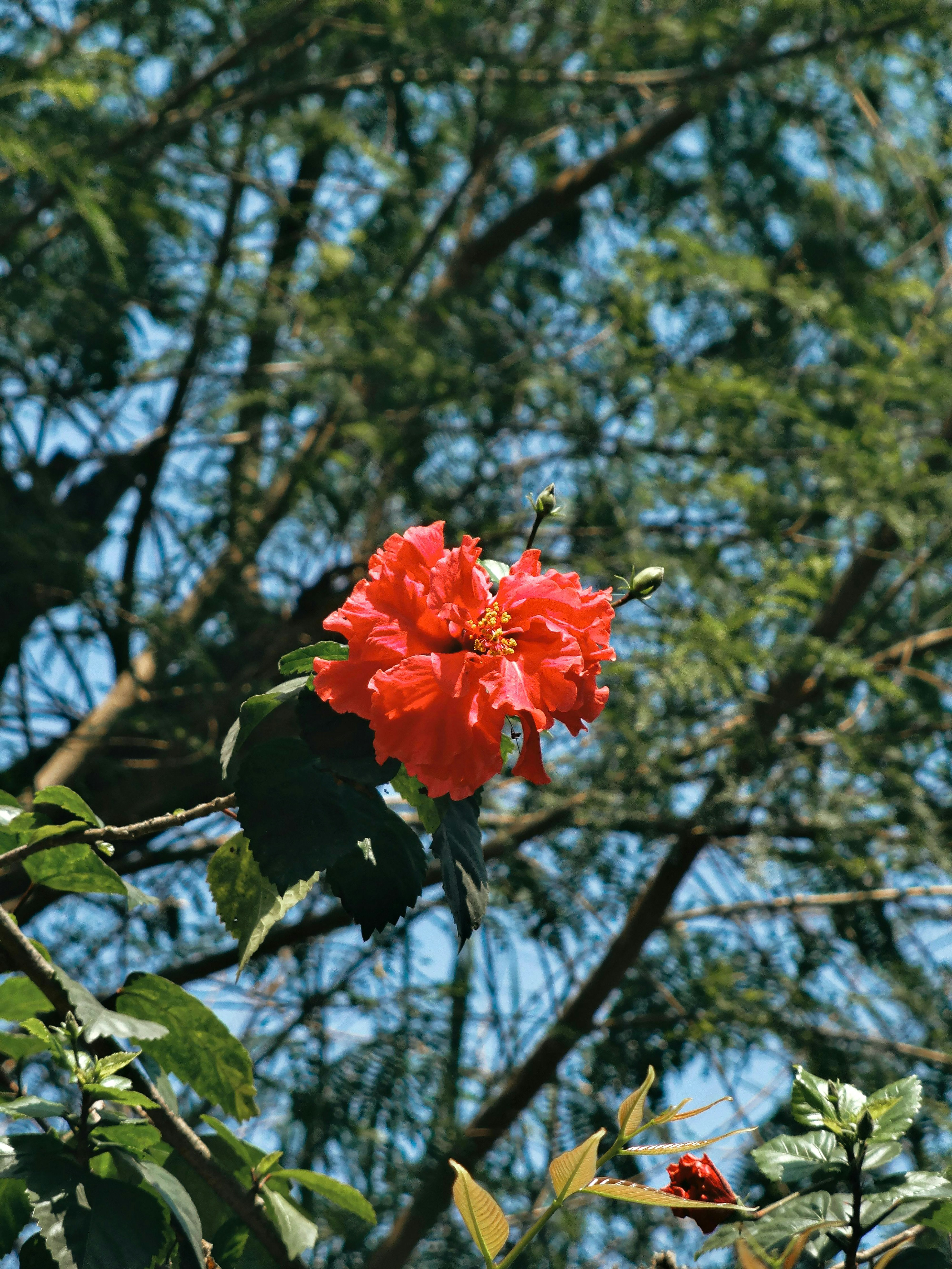 A vibrant red hibiscus flower blooms against green foliage.