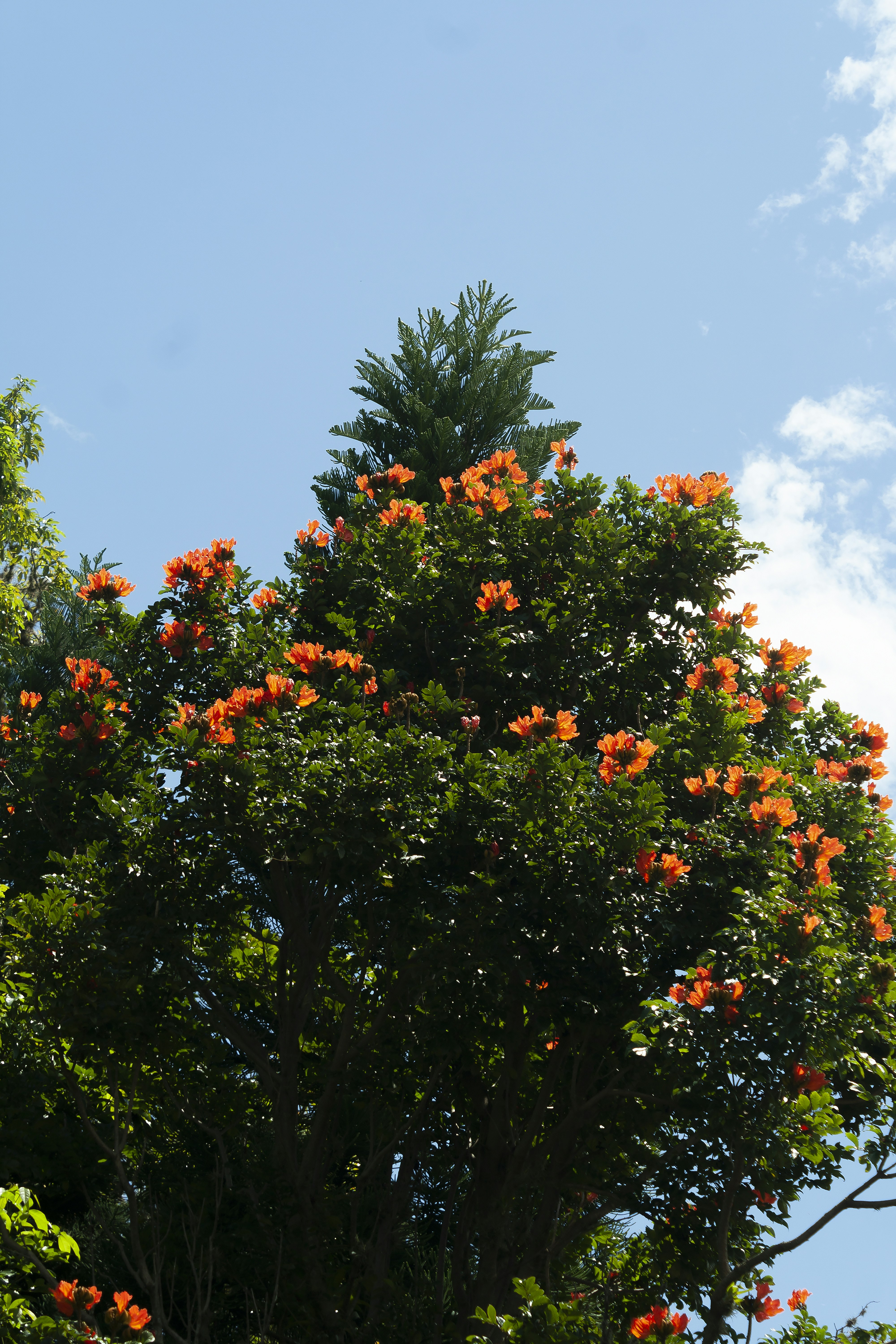 A lush green tree with bright orange flowers.