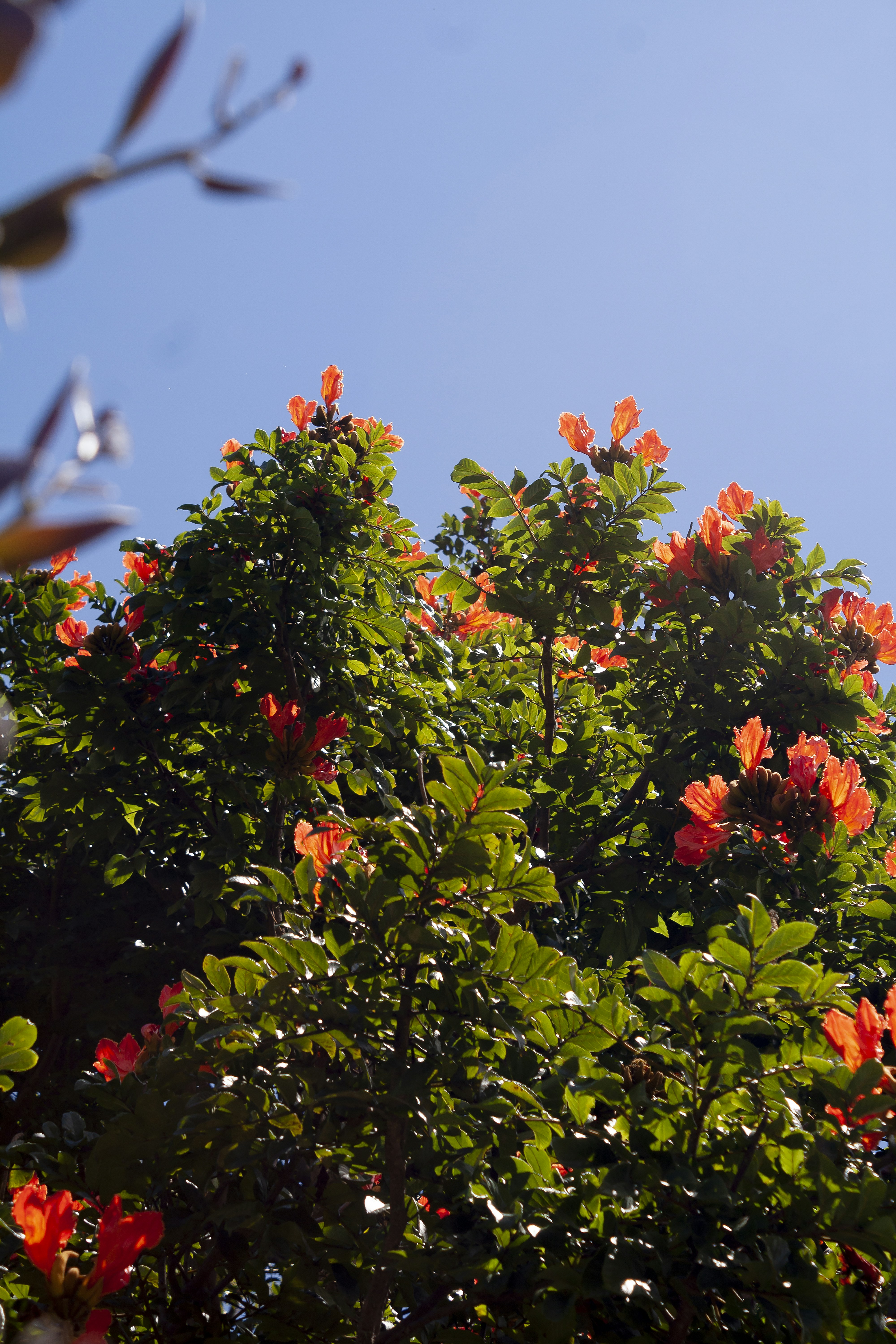 Orange tulip flowers bloom on a green tree.