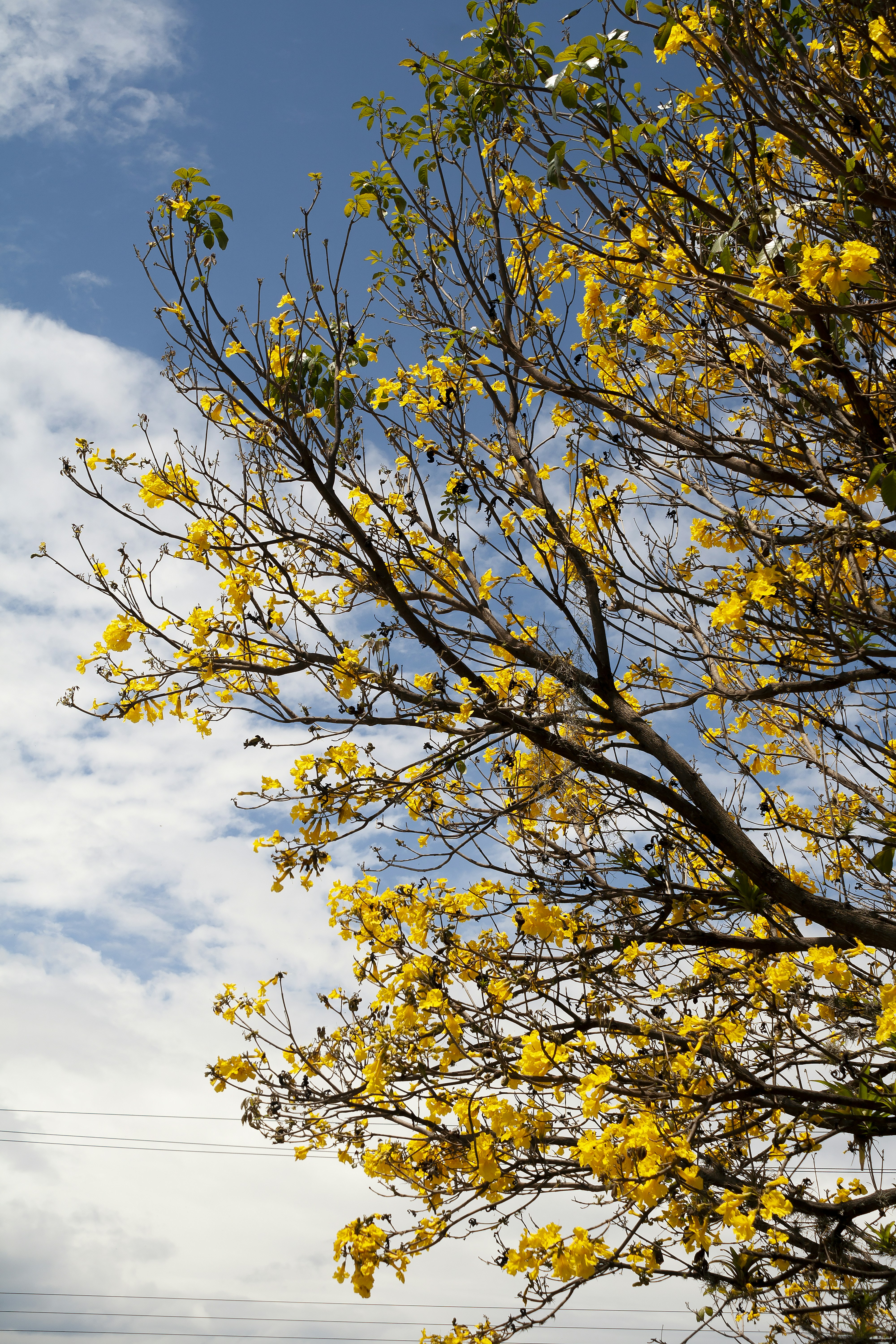Yellow flowers bloom on a tree against blue sky.