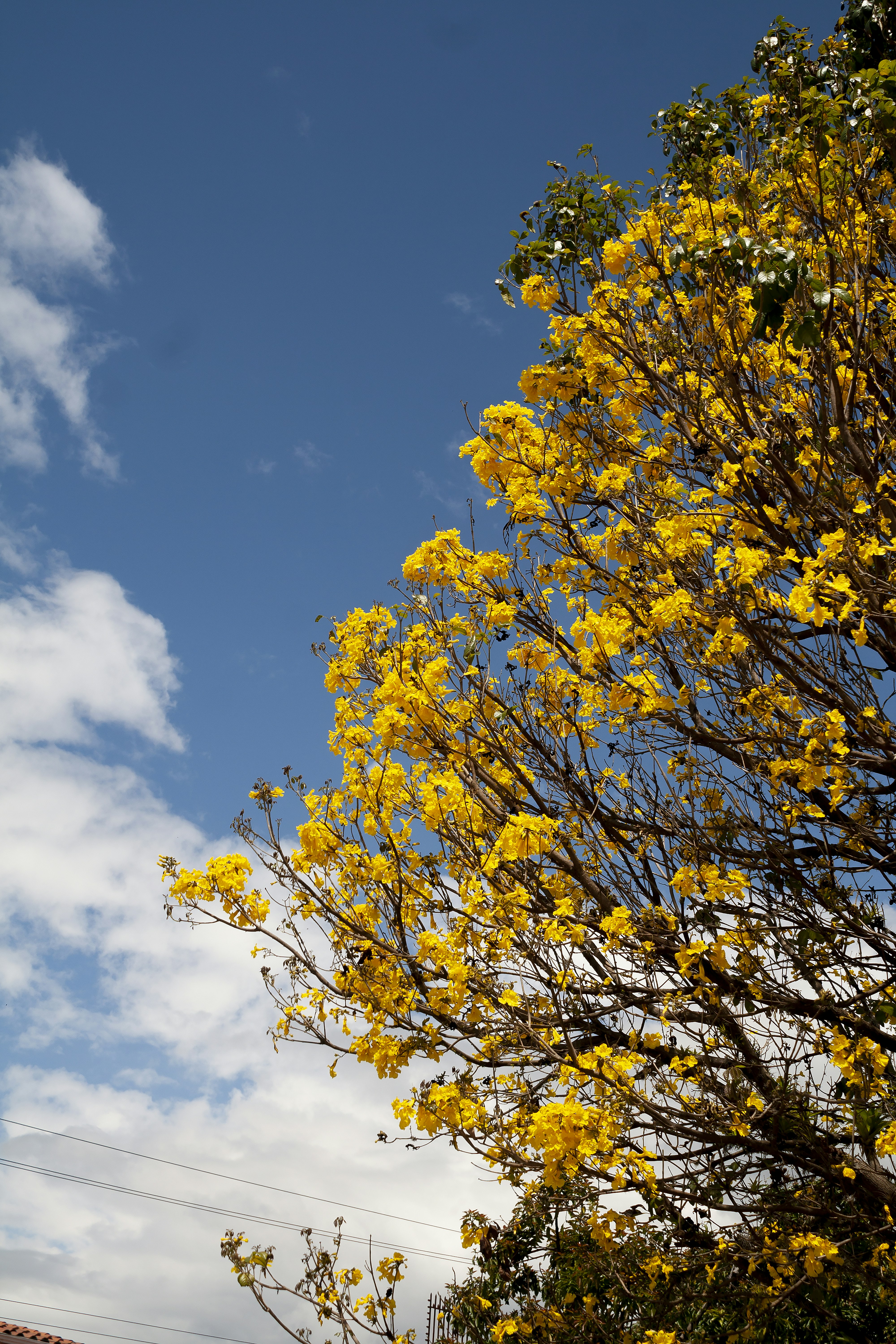 Bright yellow flowers bloom against a blue sky.