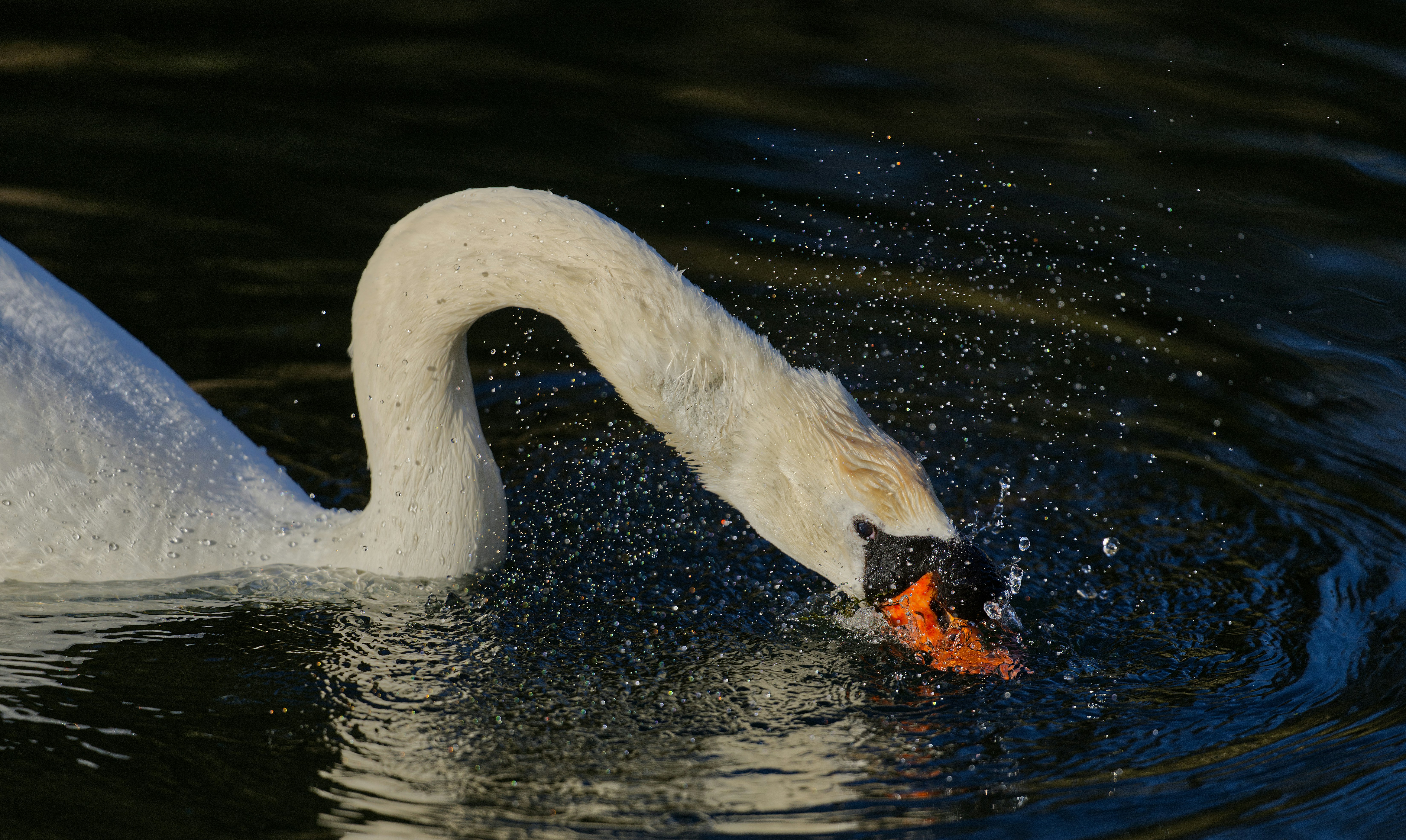 Um cisne branco sacode a água da cabeça